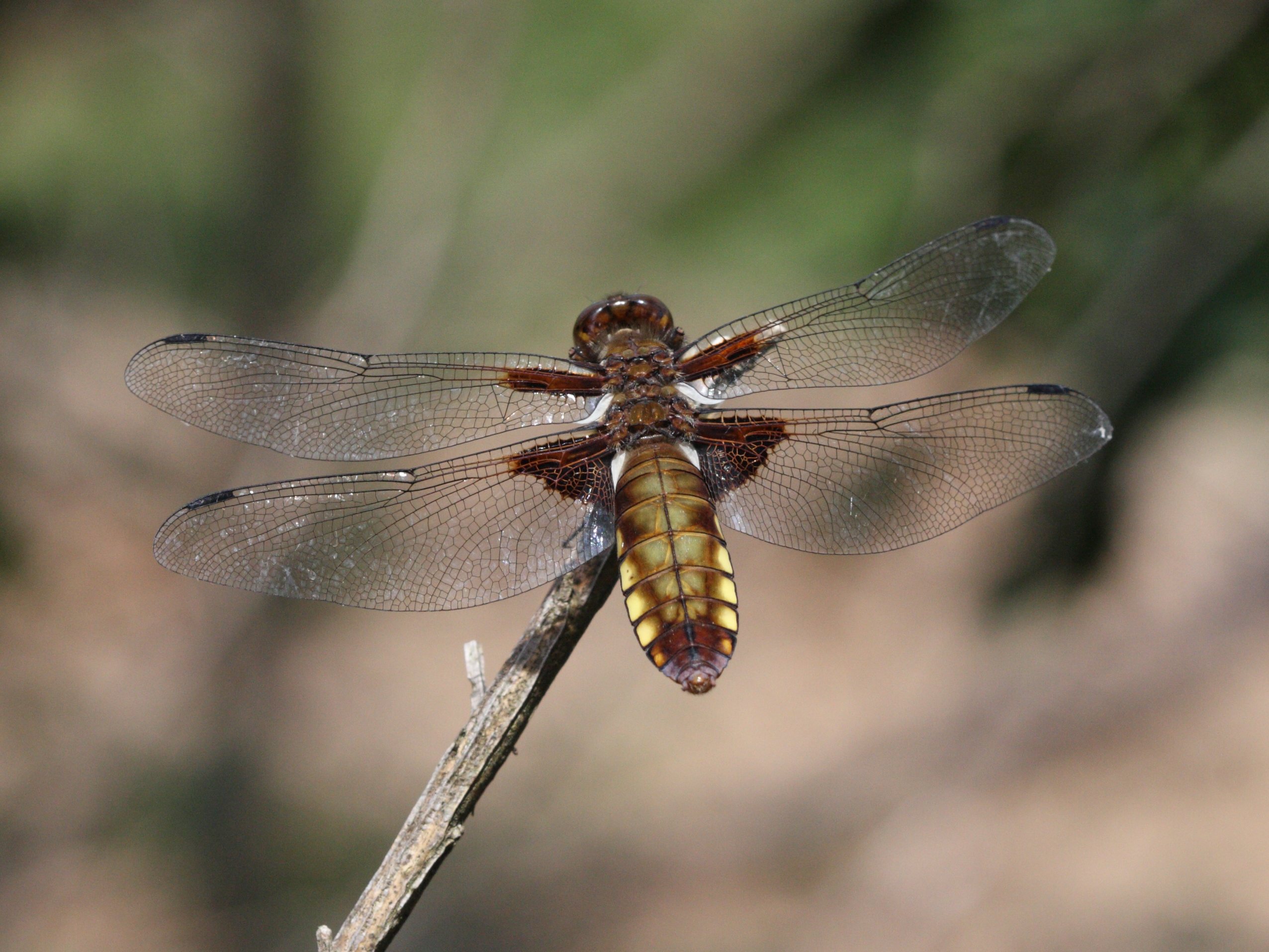 libellula_depressa6bd