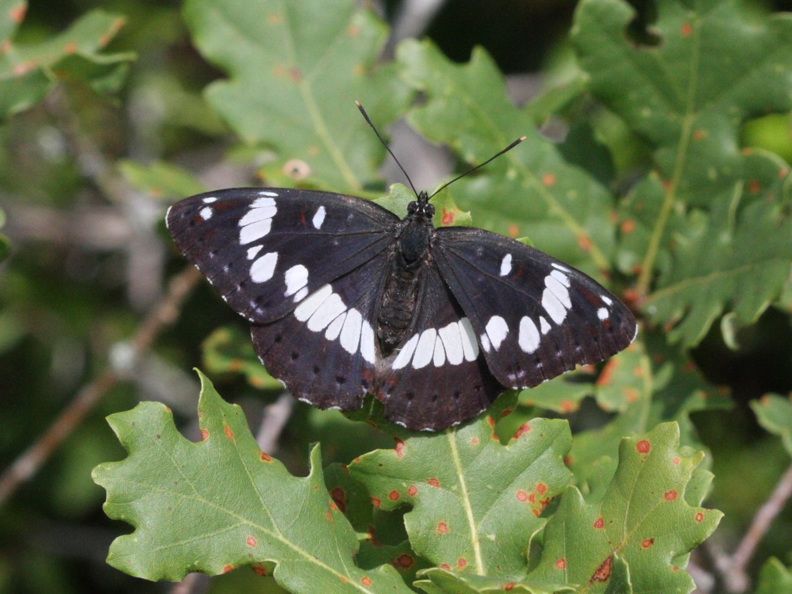 limenitis_reducta5bd