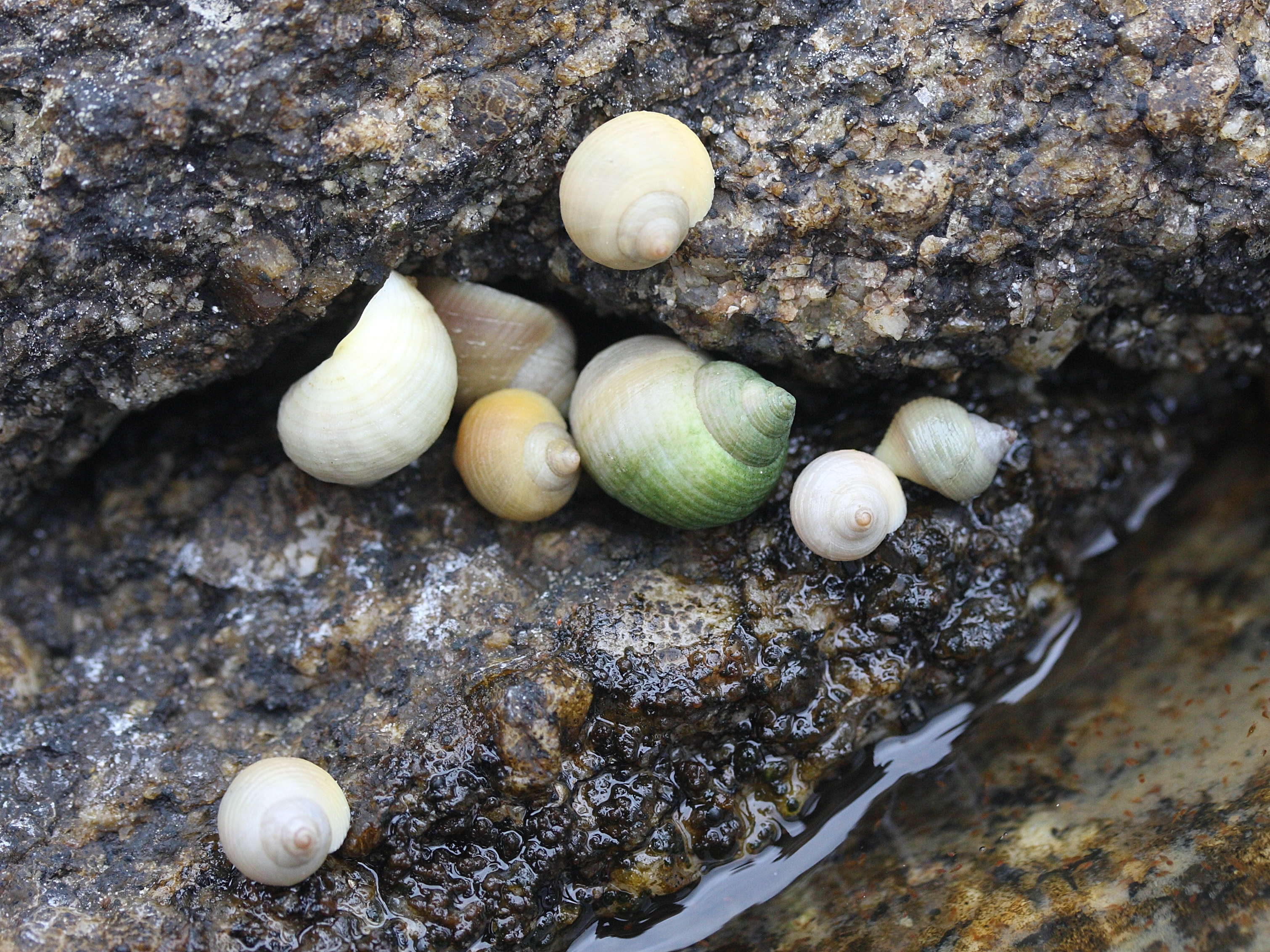 Afficher le média littorina_saxatilis2md littorina_saxatilis2md