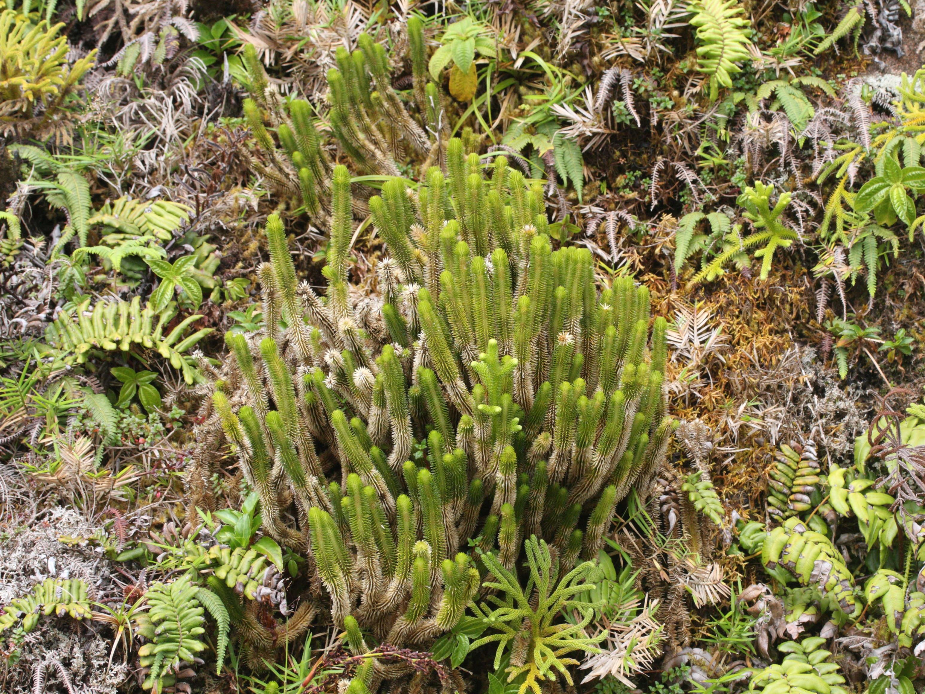 lycopodium_sieberianum2md