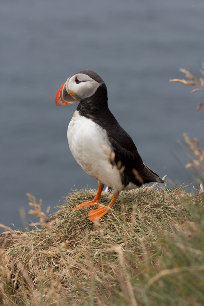 macareux_moine_-_fratercula_arctica4sd