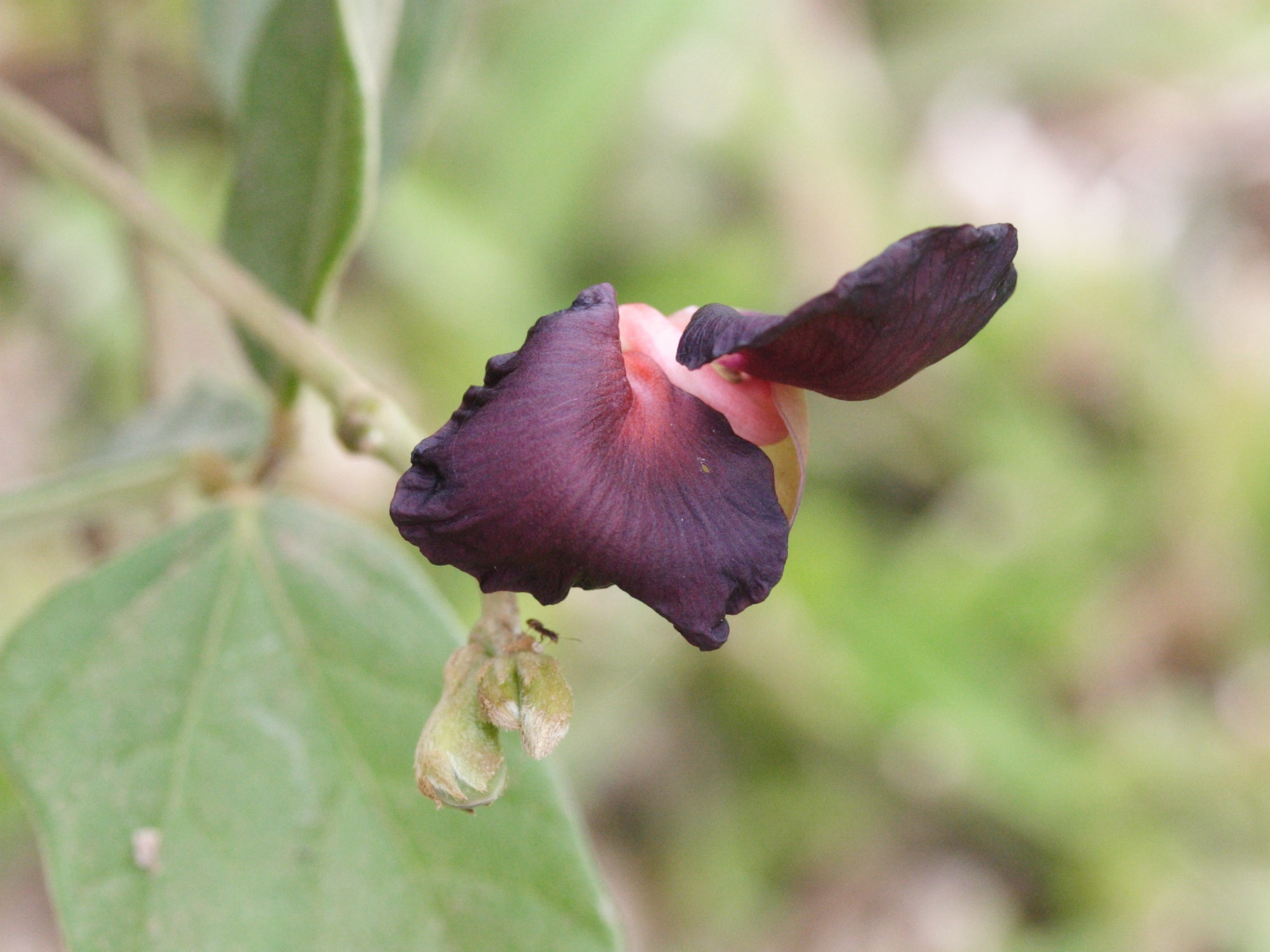 macroptilium_atropurpureum3md