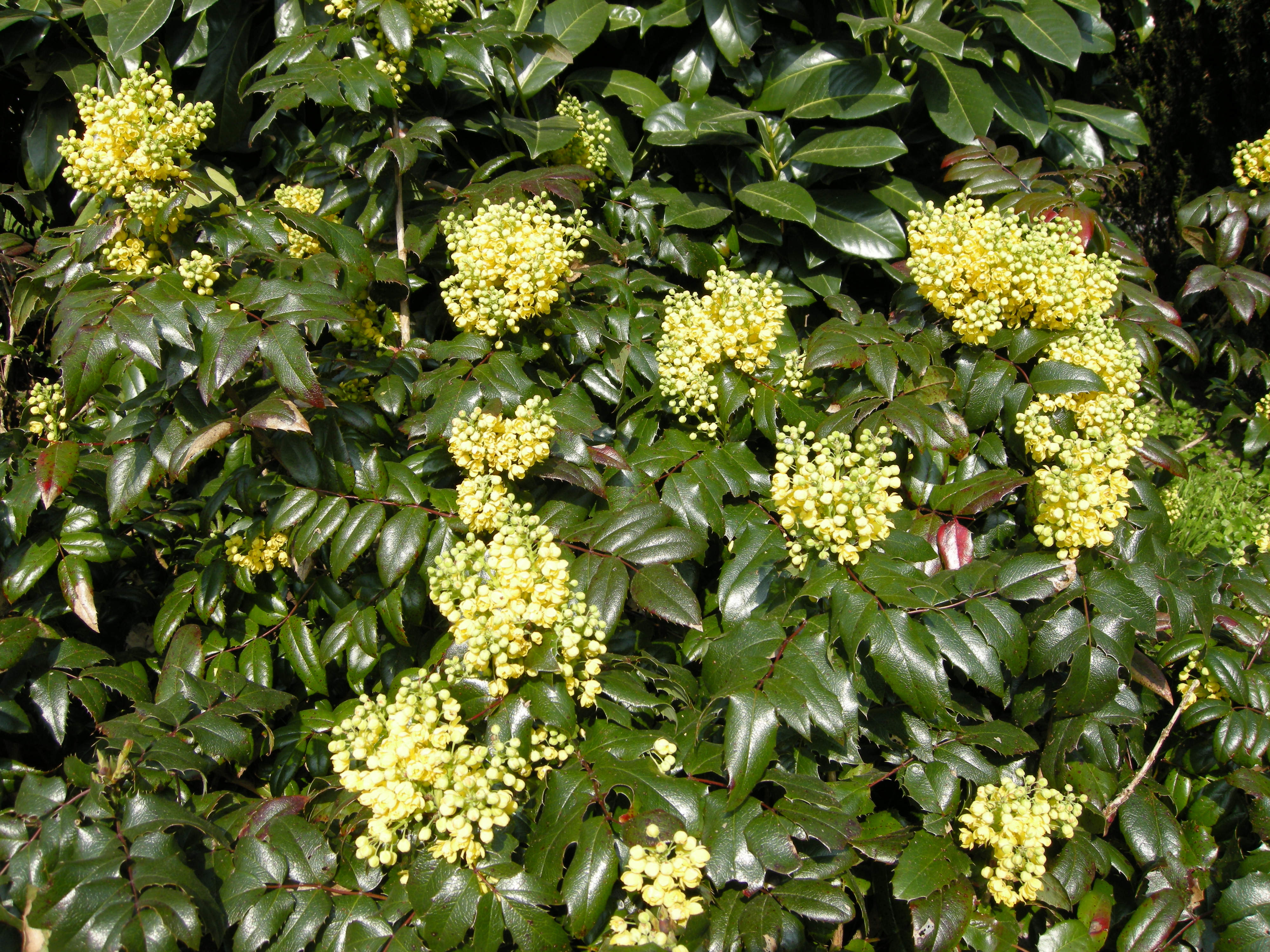 Afficher le média mahonia_aquifolium1md mahonia_aquifolium1md