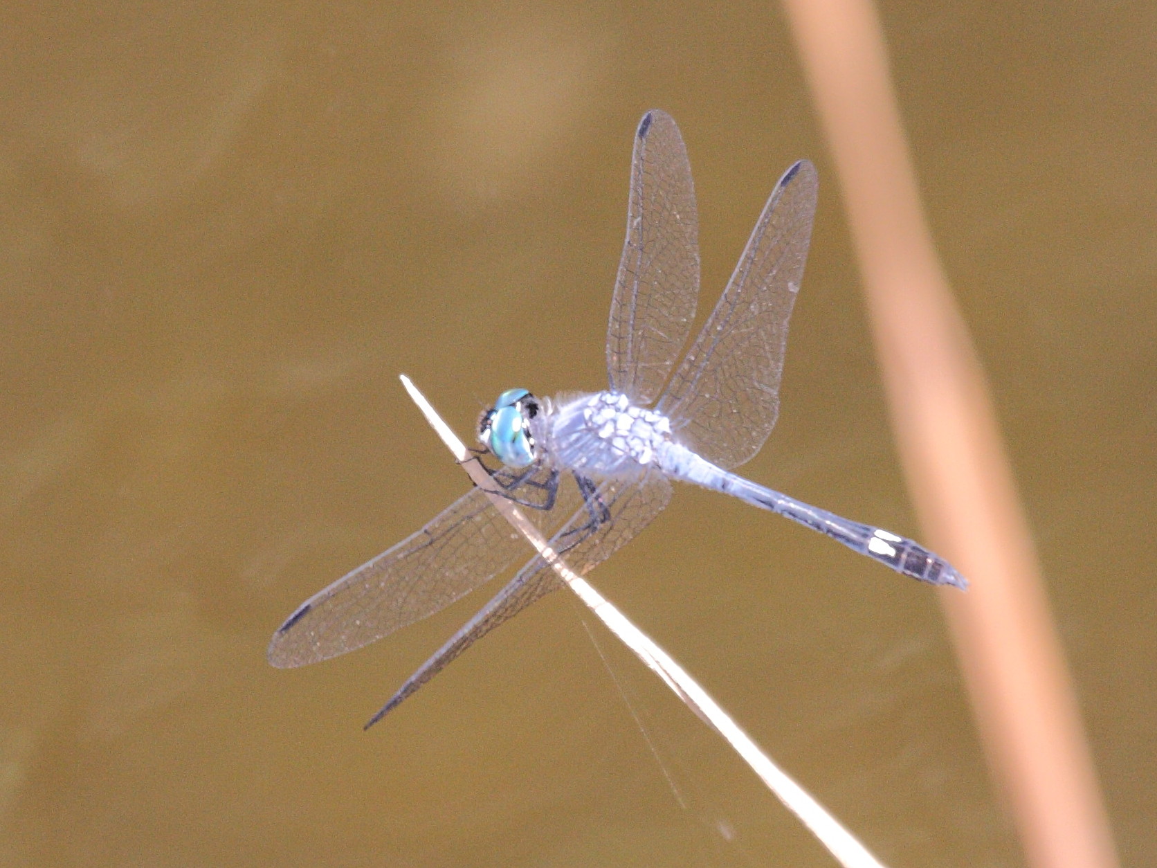 micrathyria_aequalis1bd