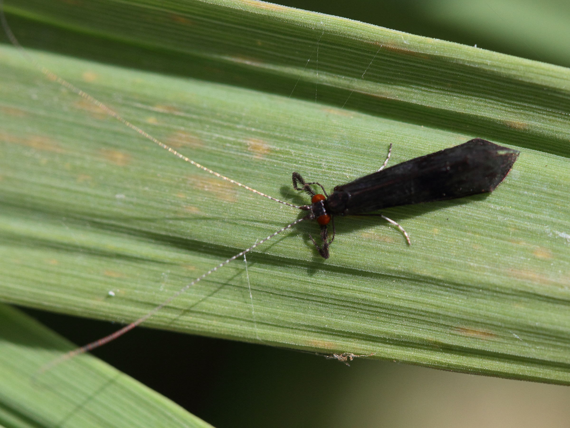 mystacides_azureus1md