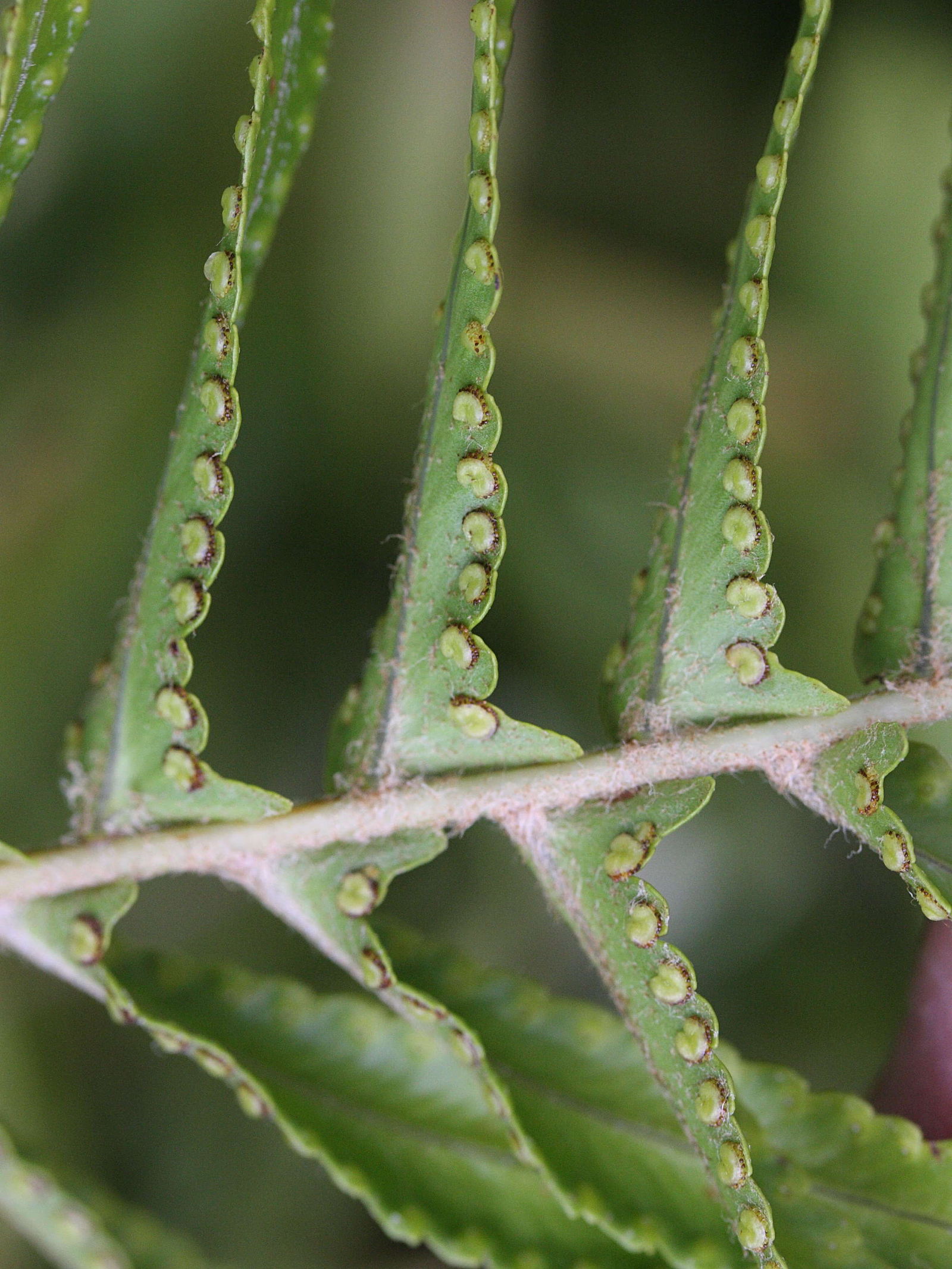 nephrolepis_multiflora2md