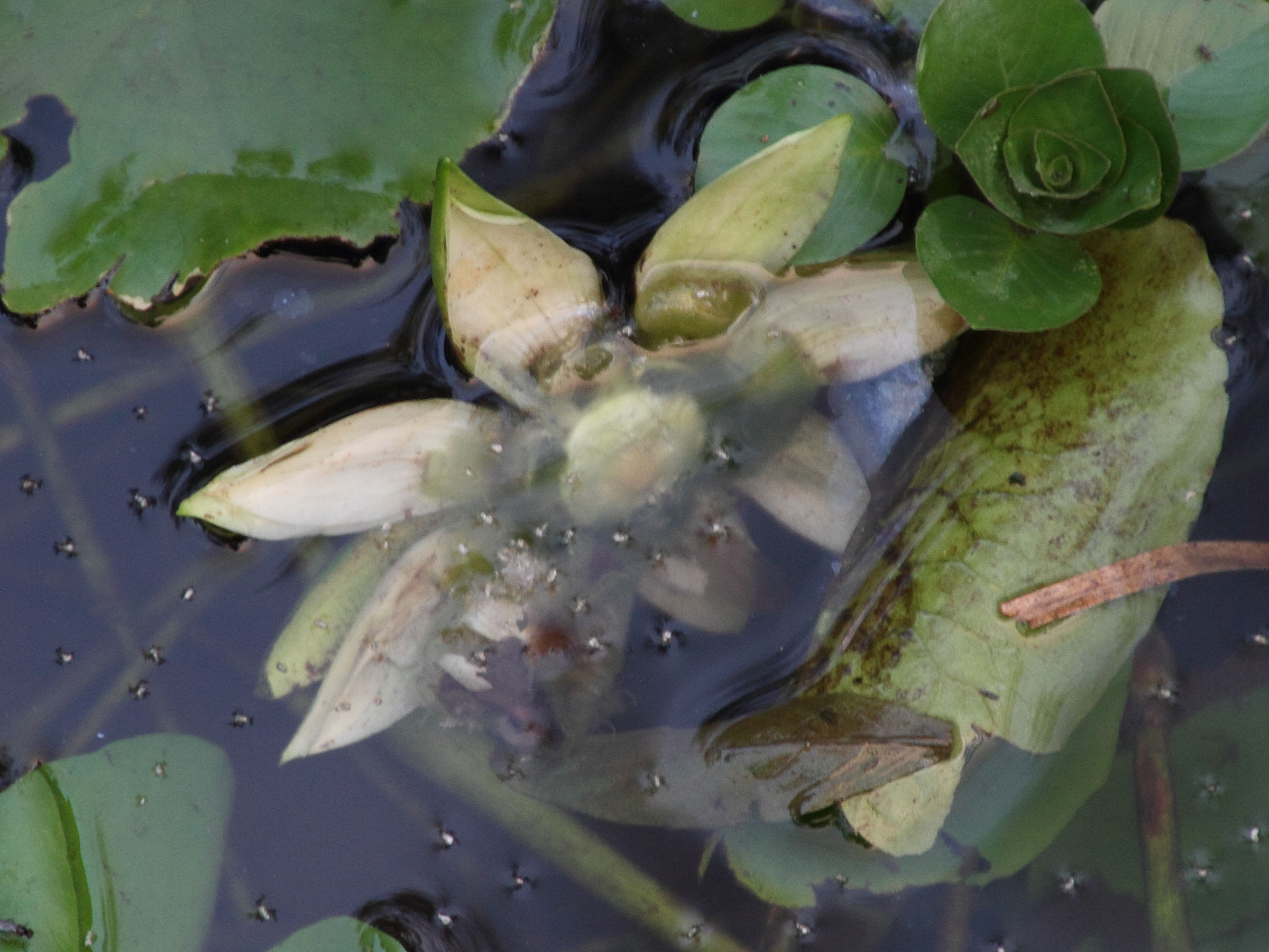 nymphaea_amazonum3md