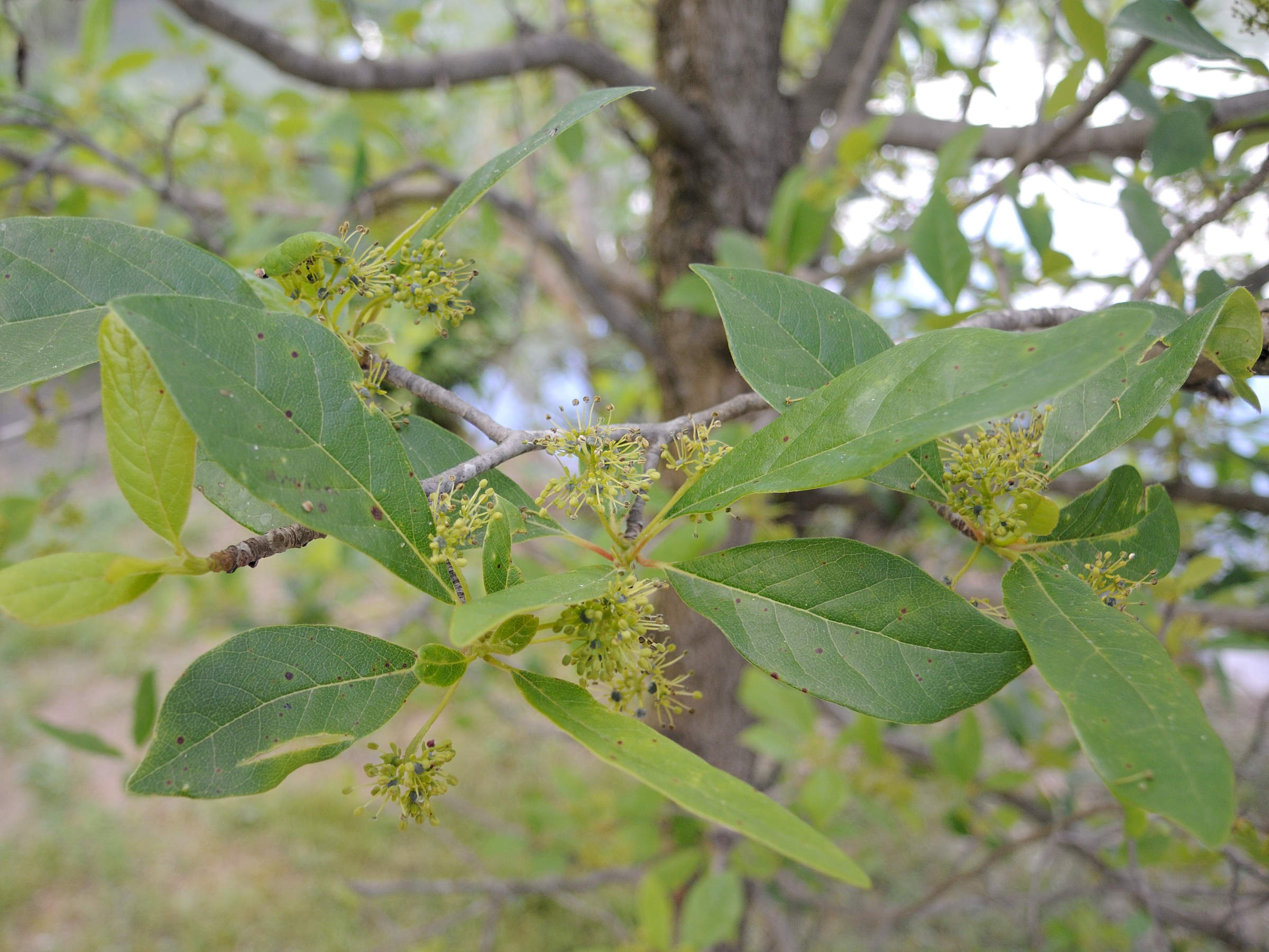 Afficher le média nyssa_sylvatica2md nyssa_sylvatica2md