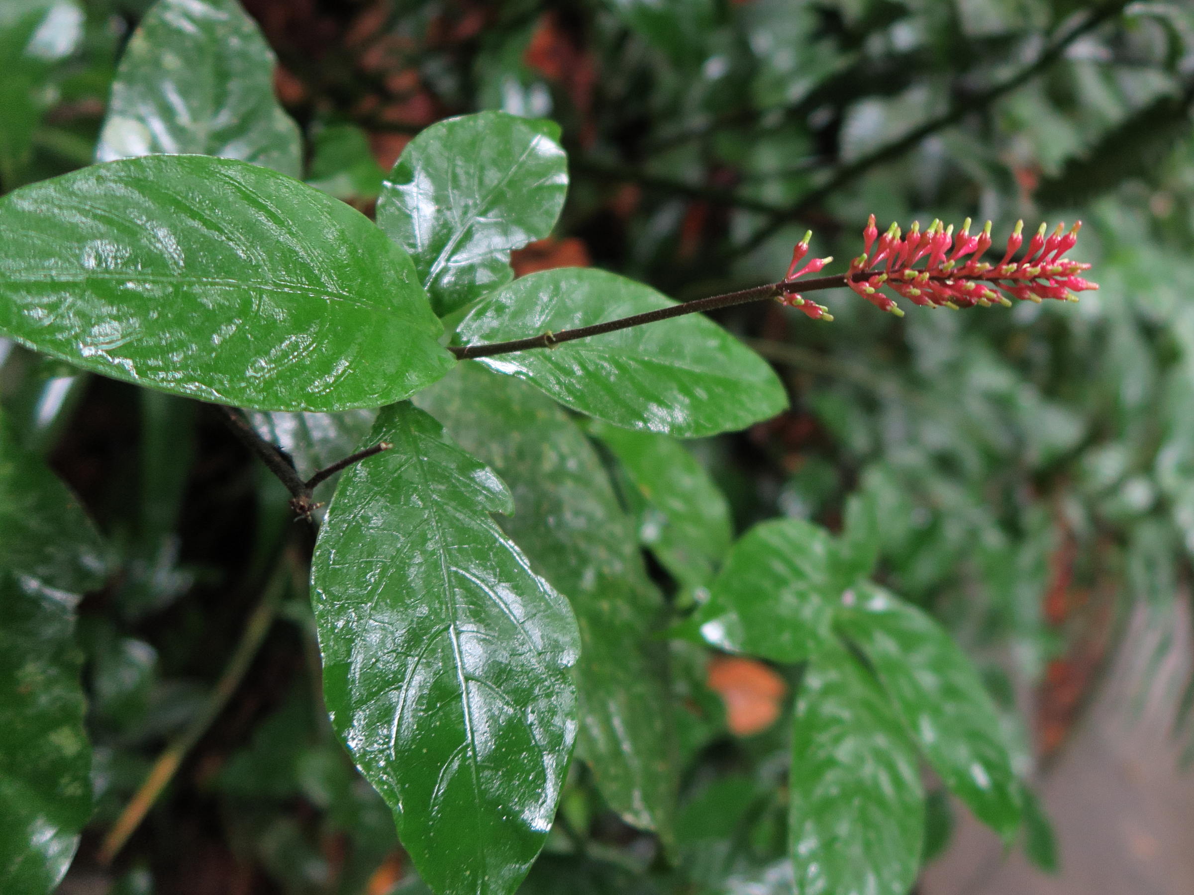 odontonema_tubaeforme4md