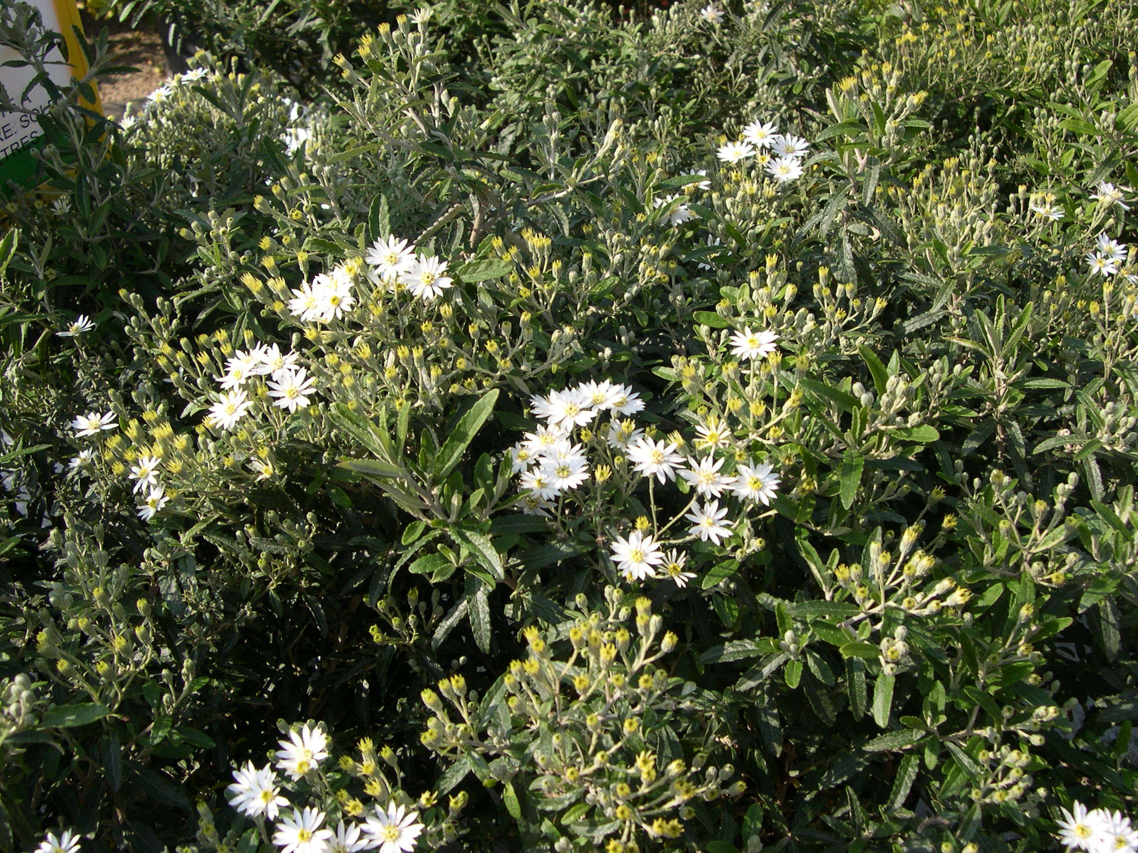 olearia_x_scilloniensis1md