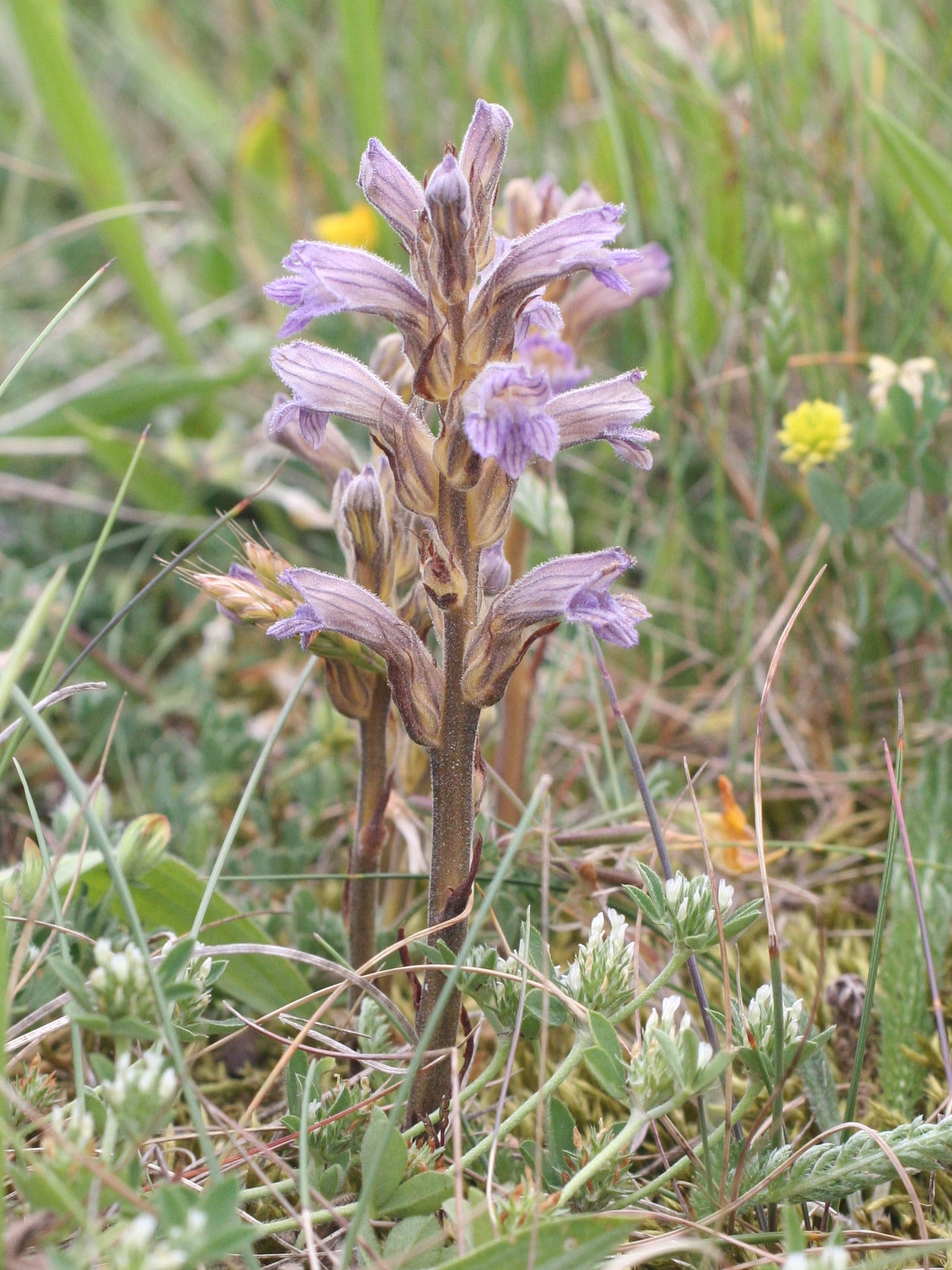 Afficher le média orobanche_purpurea1bmd orobanche_purpurea1bmd