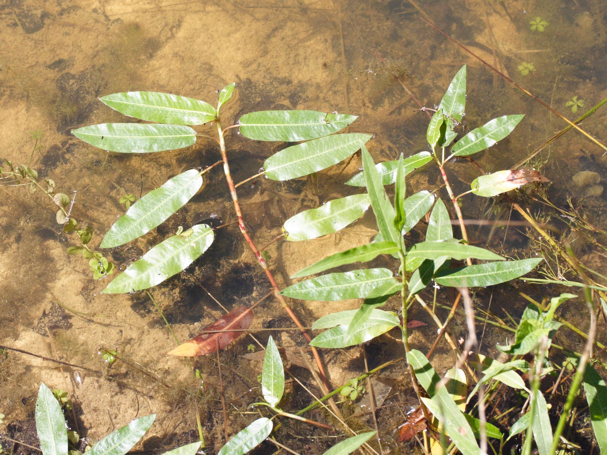 Afficher le média persicaria_amphibia4md persicaria_amphibia4md