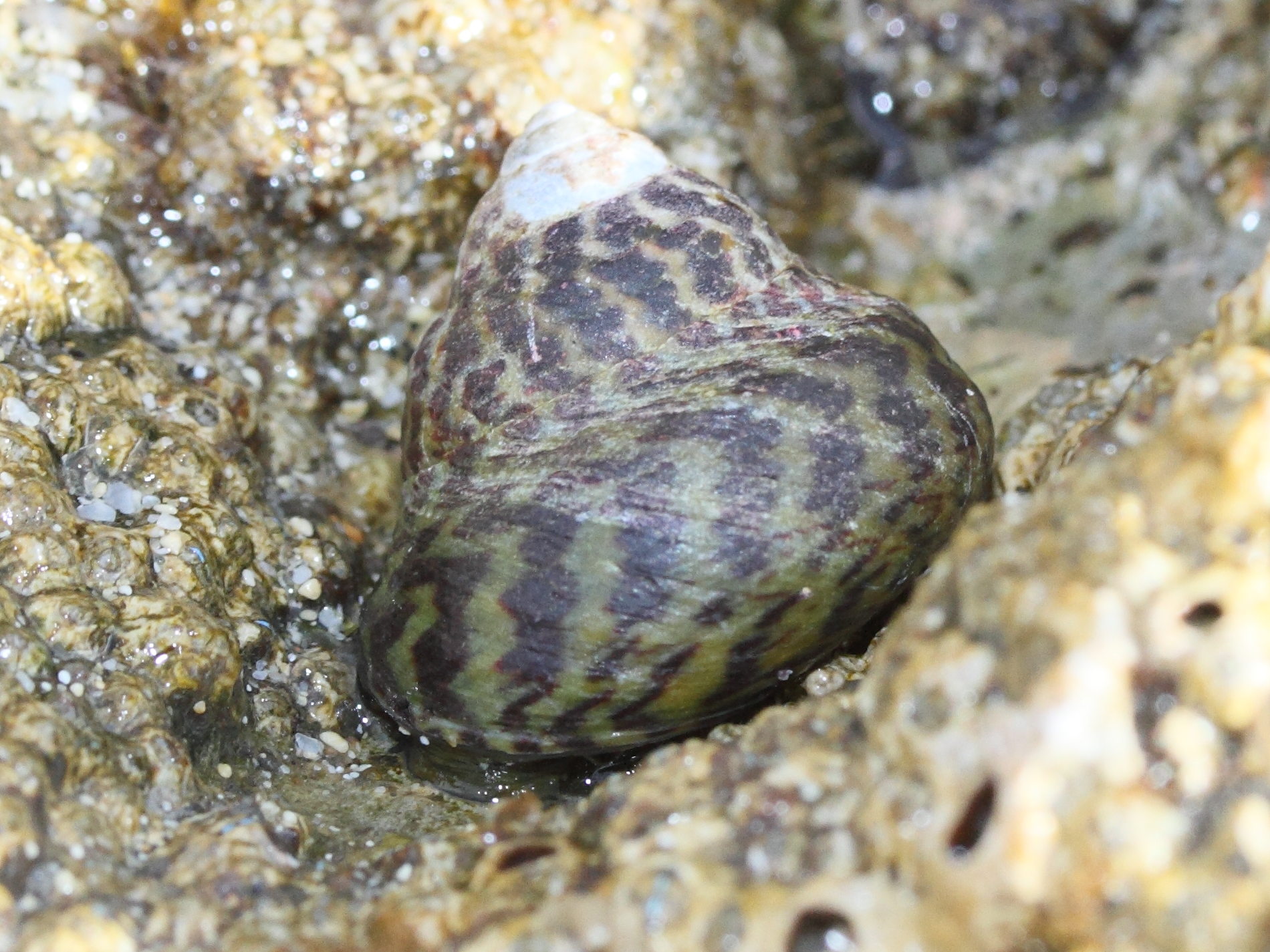 phorcus_sauciatus1md