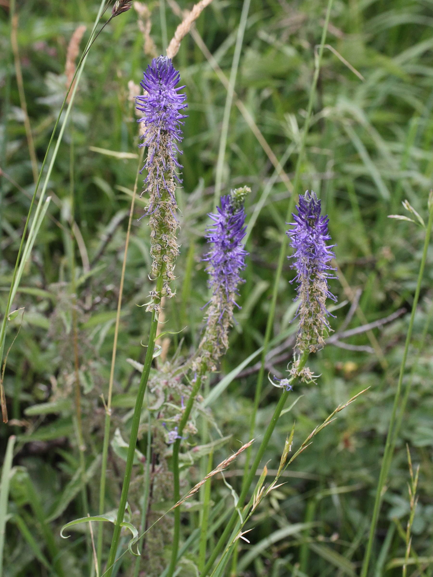 phyteuma_spicatum_spicatum4md