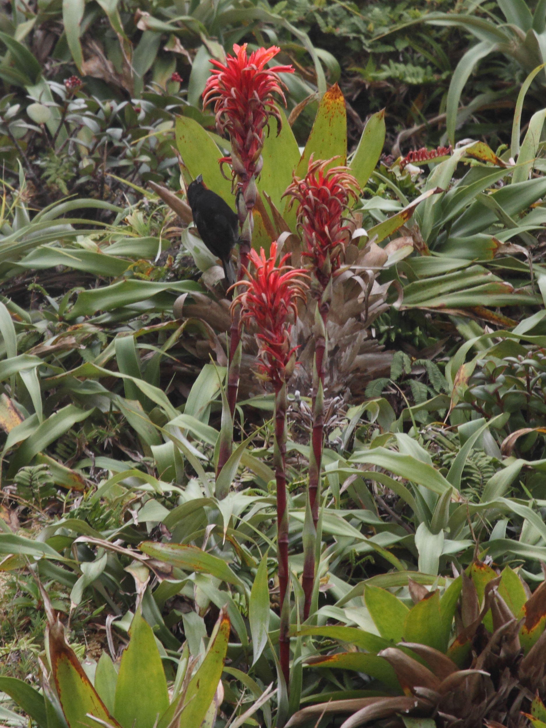 pitcairnia_bifrons3bd