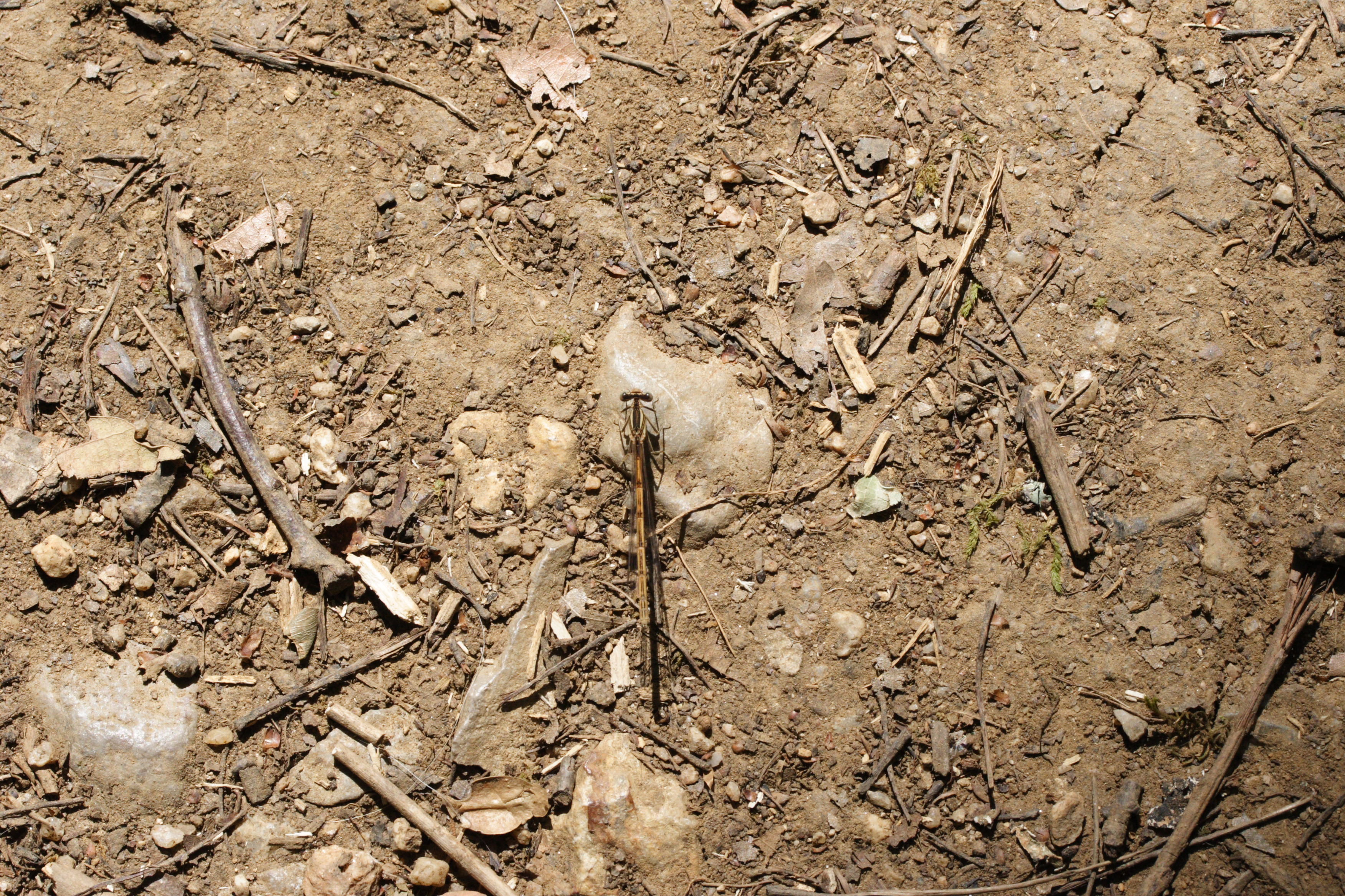 platycnemis_acutipennis2md