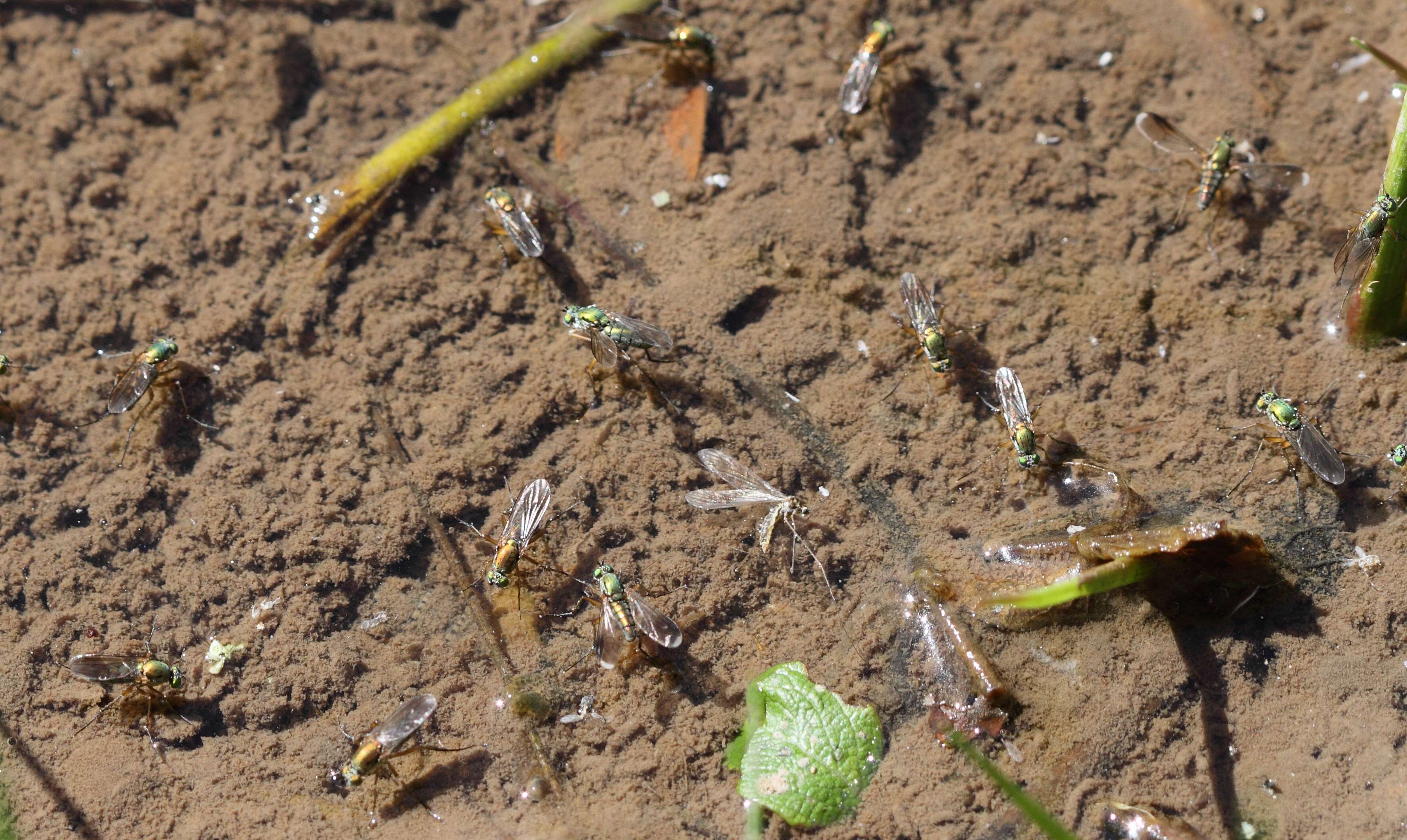Afficher le média poecilobothrus_nobilitatus2bd poecilobothrus_nobilitatus2bd