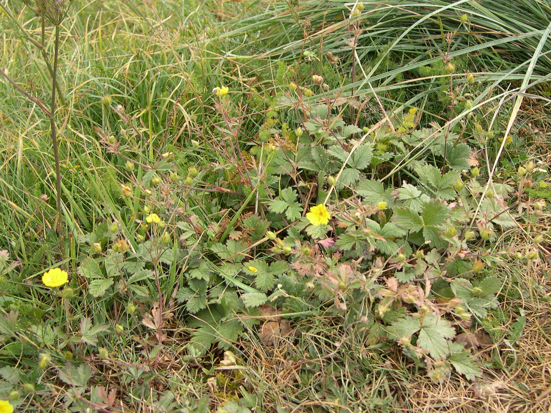 potentilla_grandiflora4md