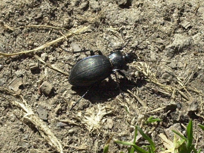 procrustes_coriaceus2md