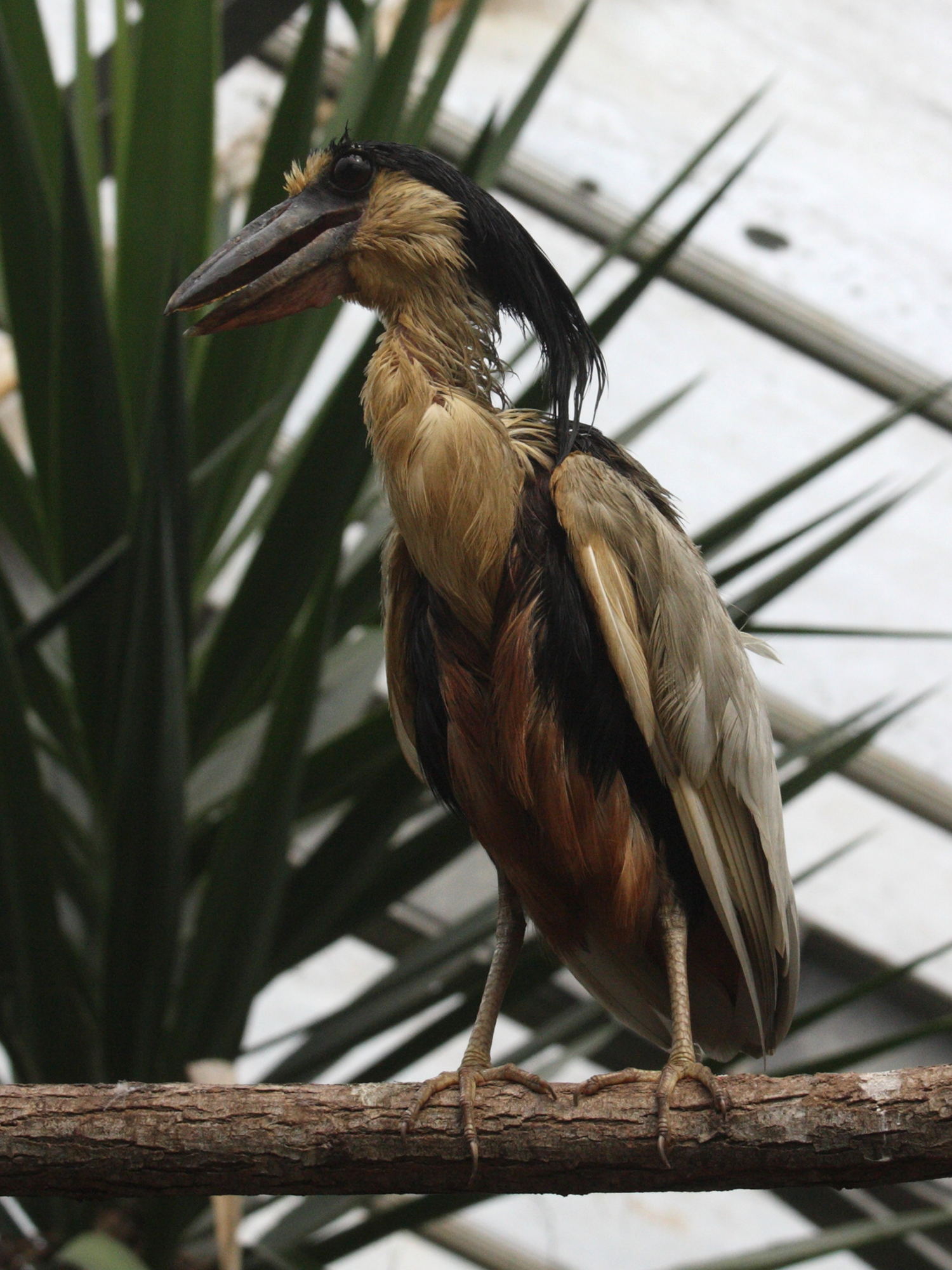 savacou_huppe_-_cochlearius_cochlearius1md