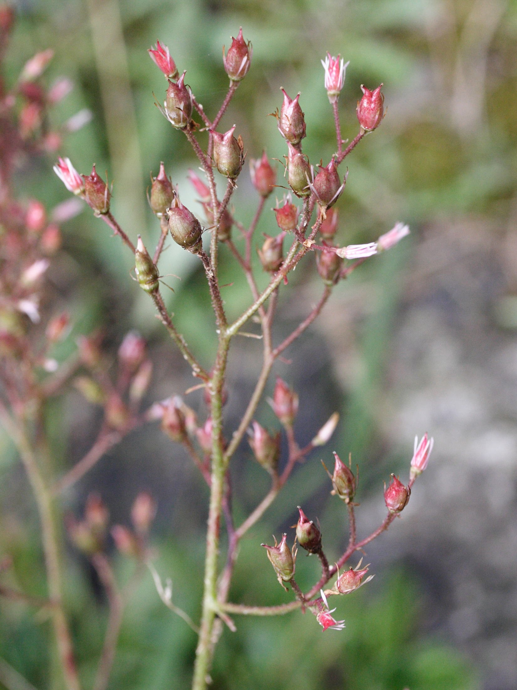 saxifraga_umbrosa2md