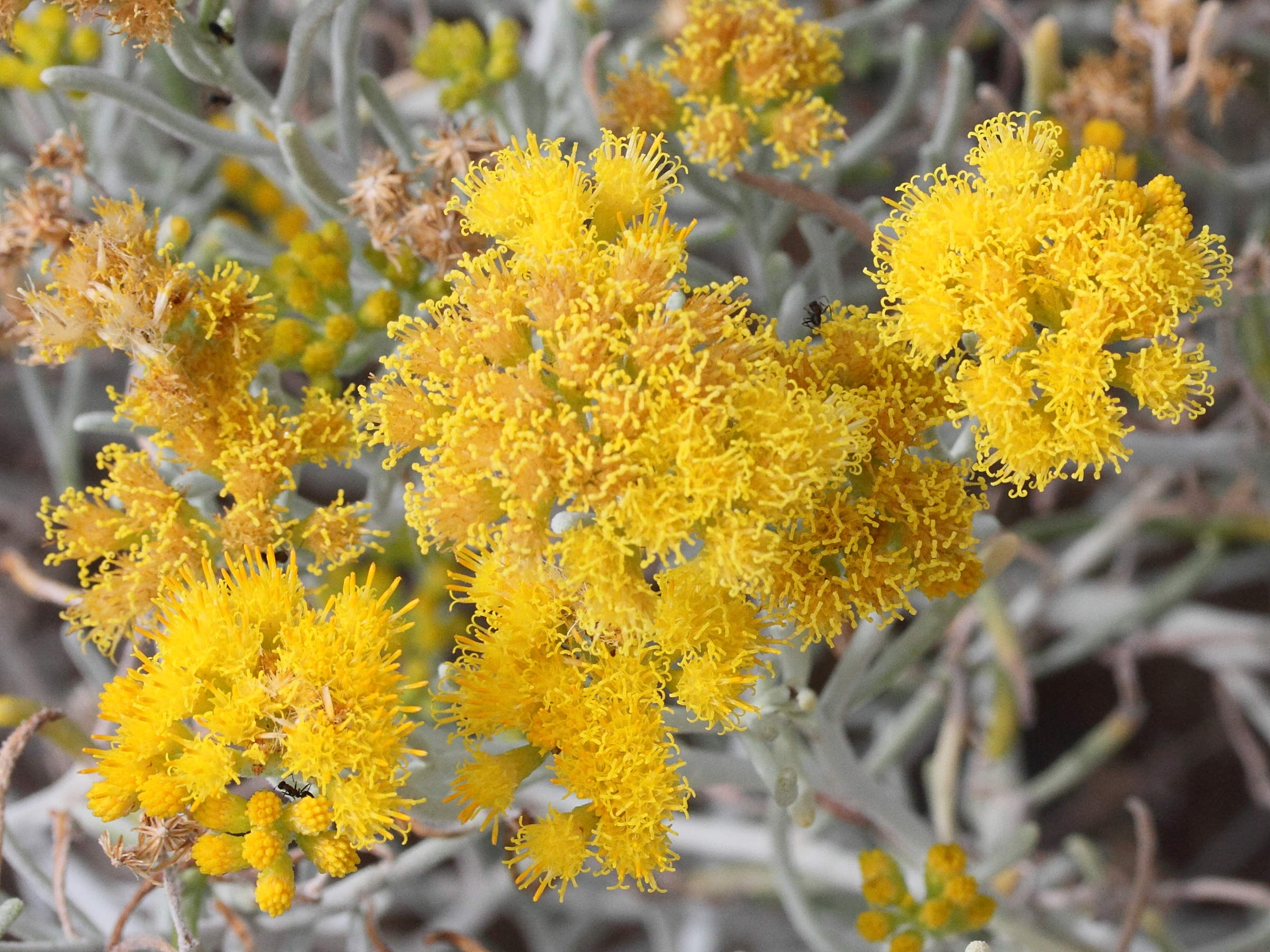 schizogyne_sericea3md