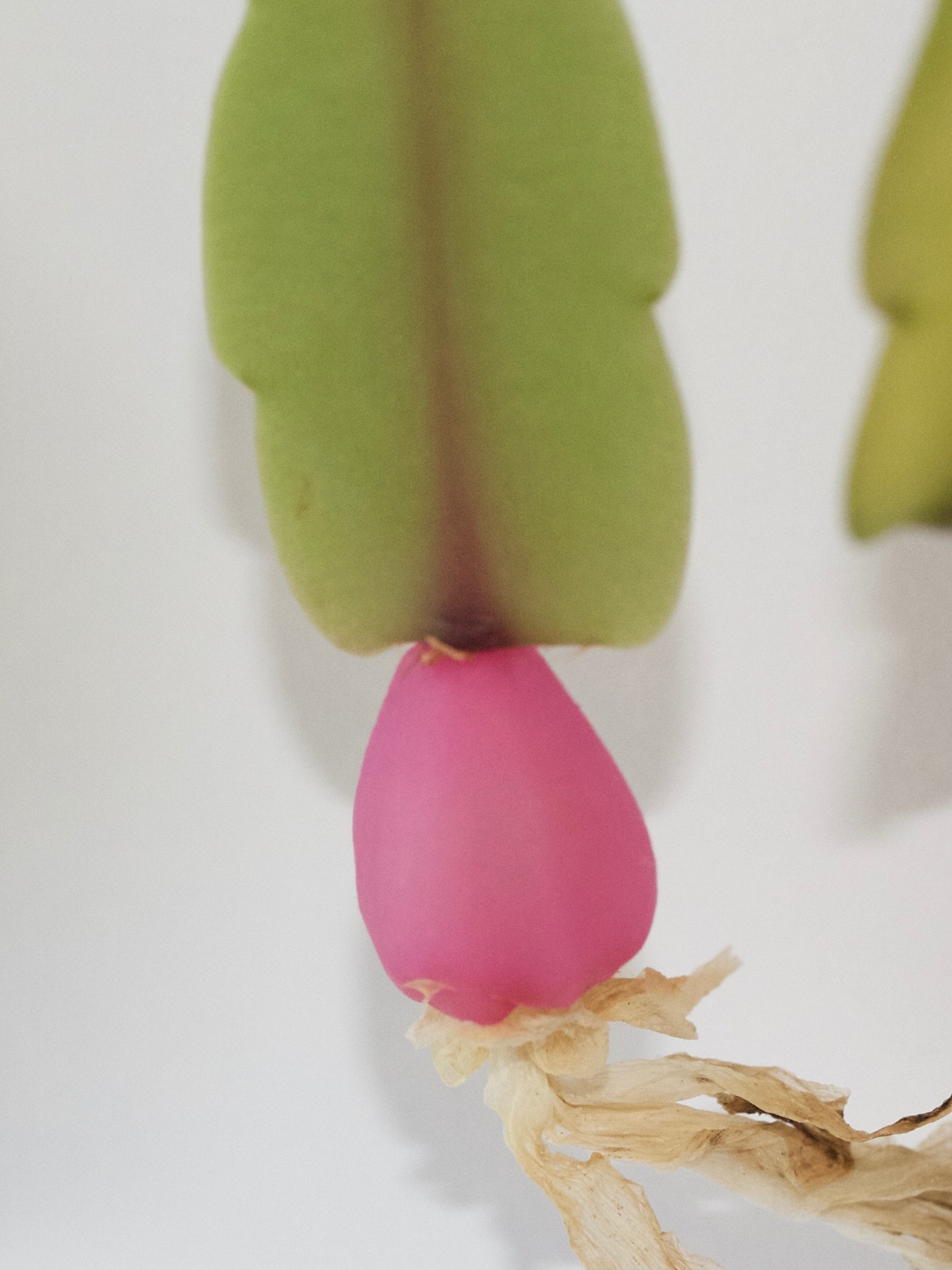 Afficher le média schlumbergera_truncata3md schlumbergera_truncata3md