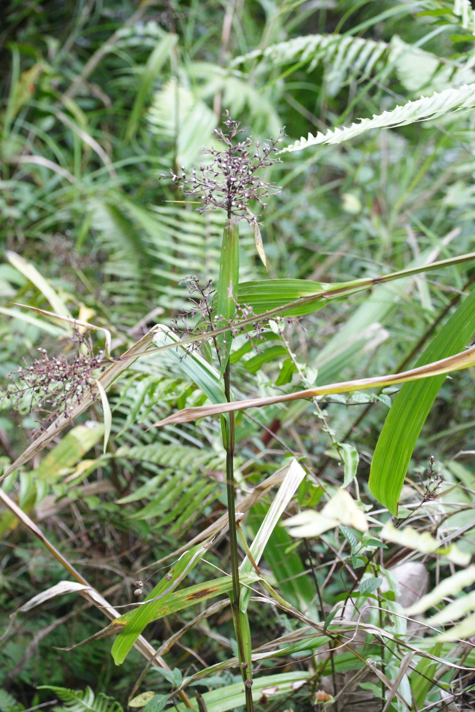 scleria_latifolia3md