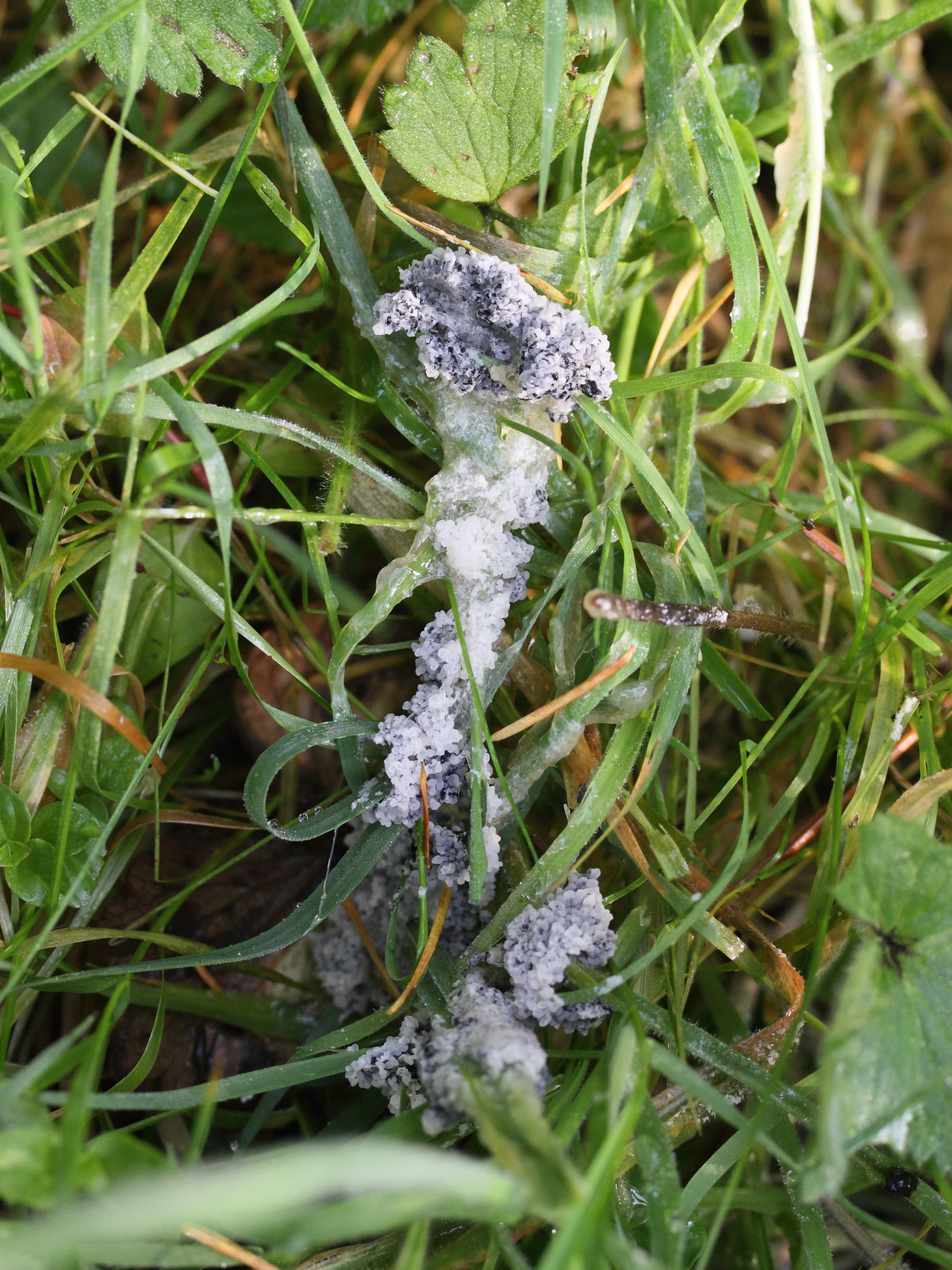 sebacina_incrustans4md