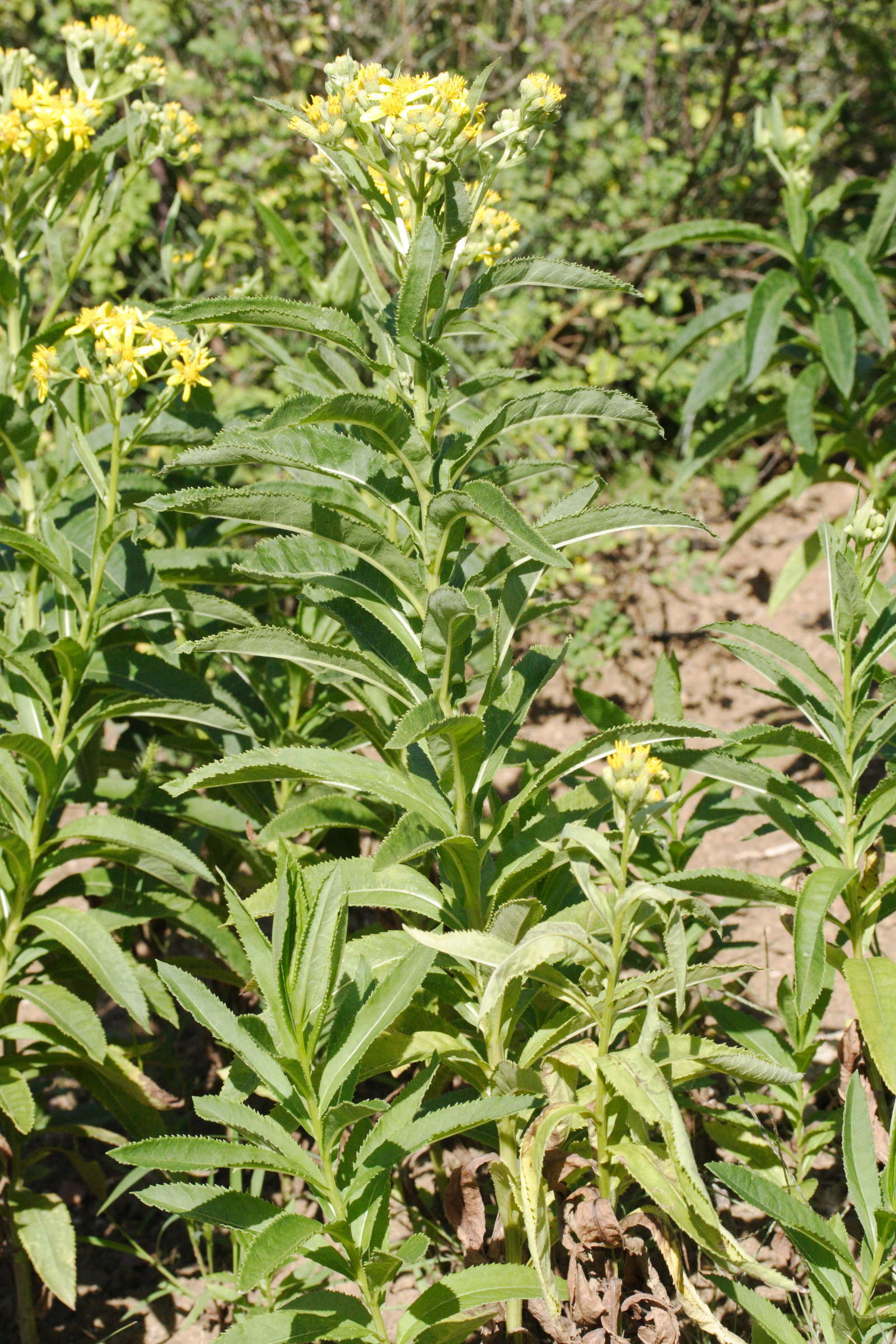 senecio_sarracenicus1md