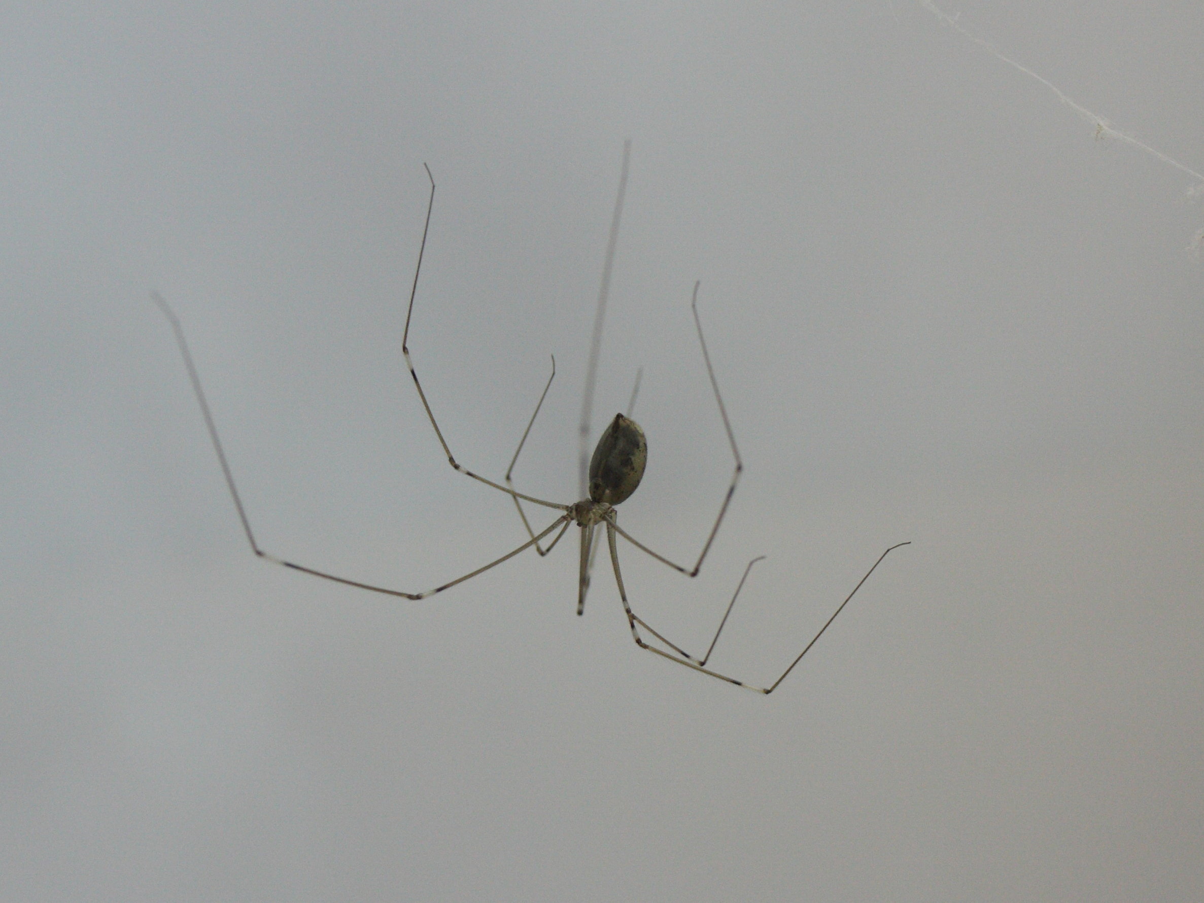 smeringopus_elongatus2md