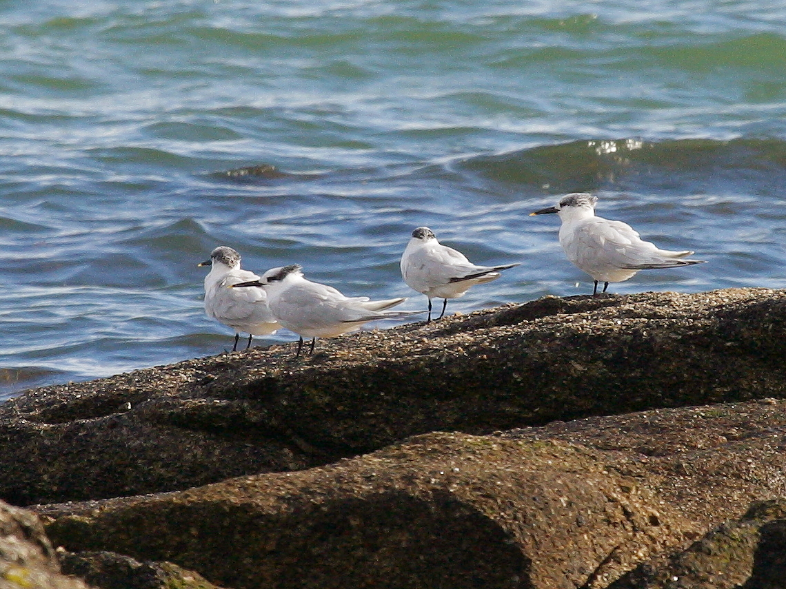 sterne_caugek_-_thalasseus_sandvicensis5bd