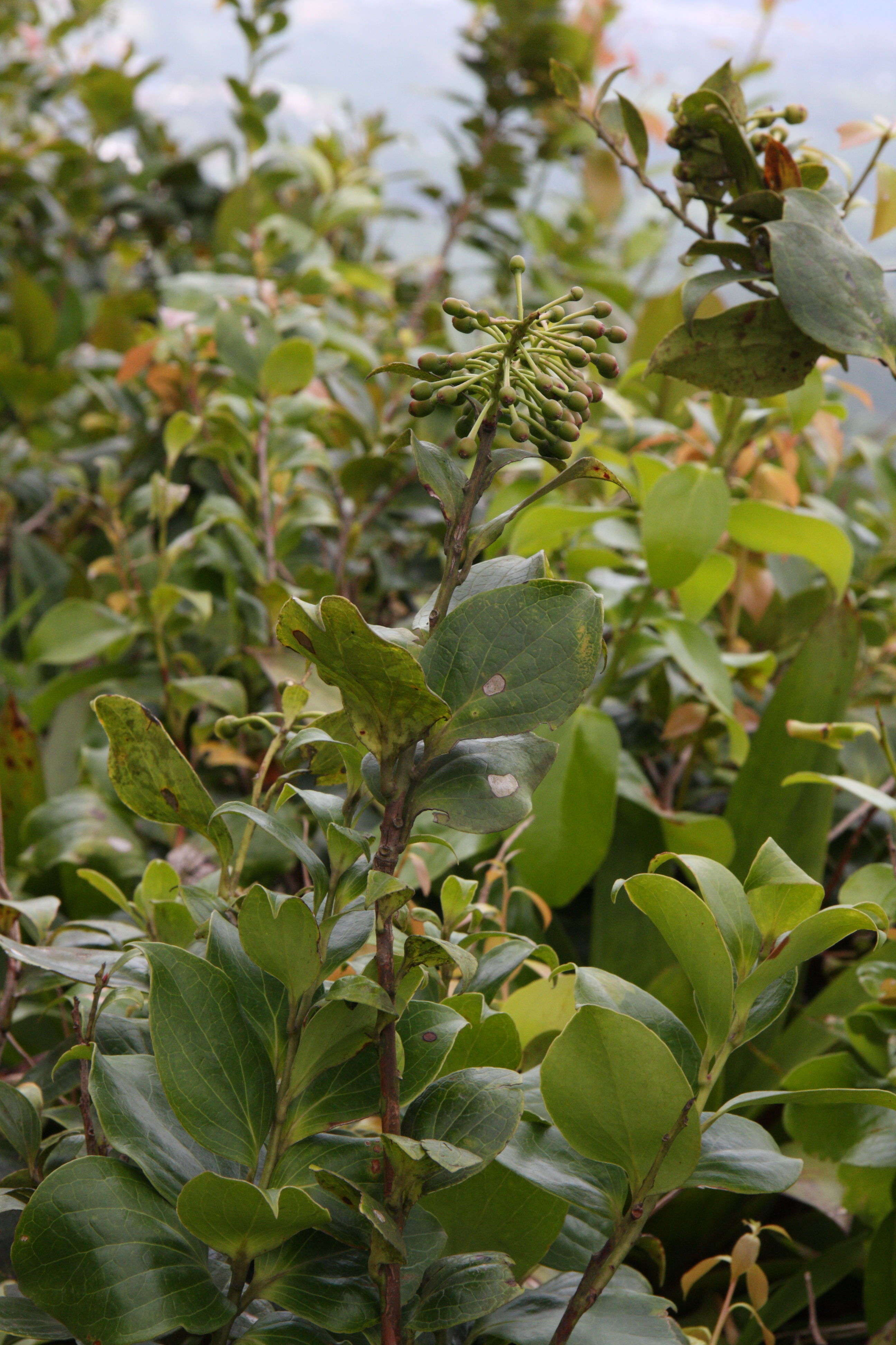 symphysia_racemosa5md