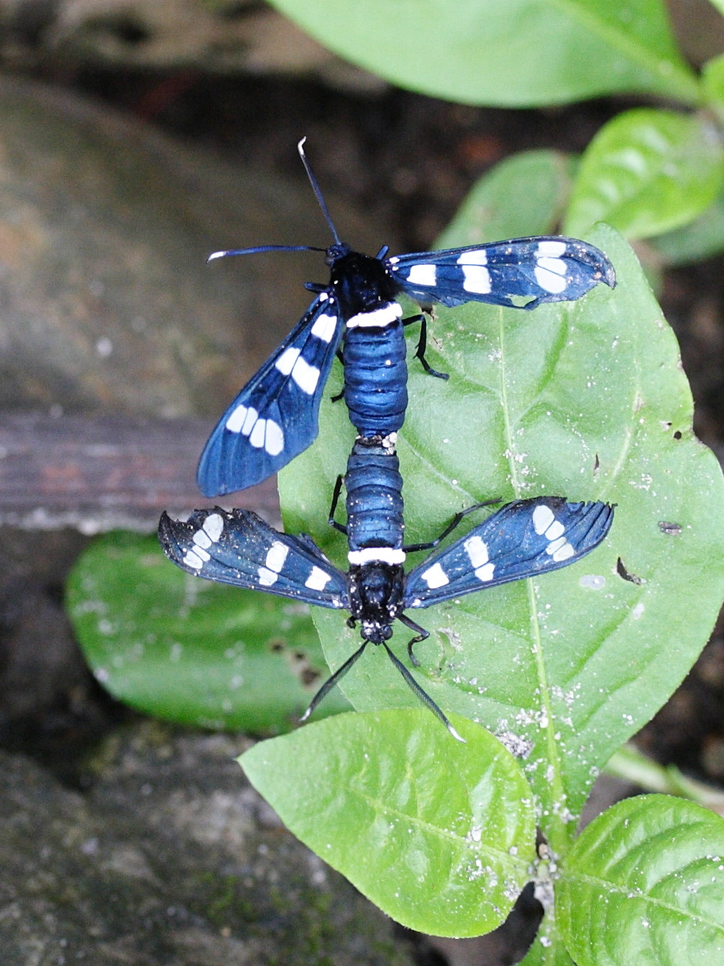 syntomeida_syntomoides1md