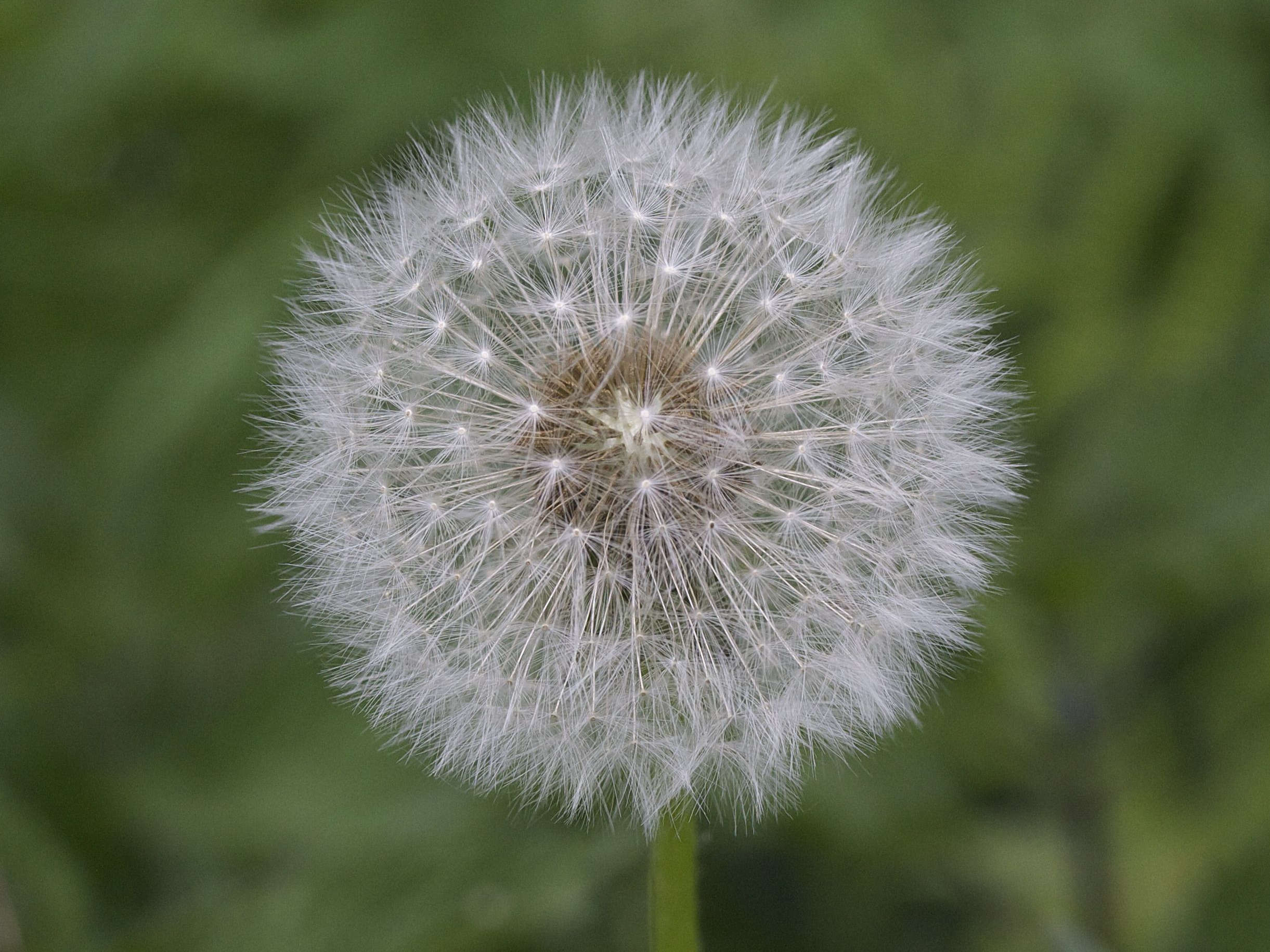 taraxacum_dens-leonis3md