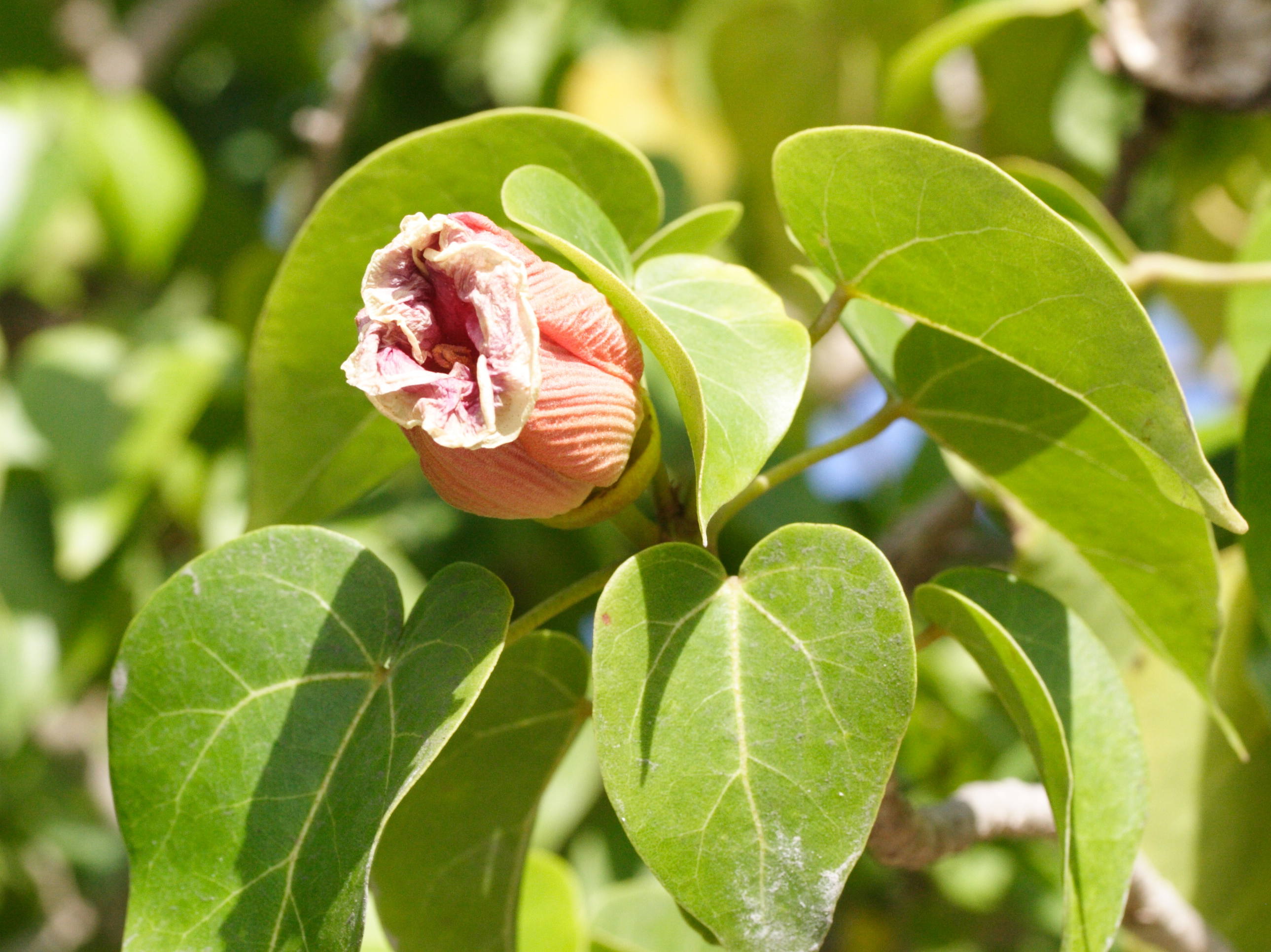 thespesia_populnea5md