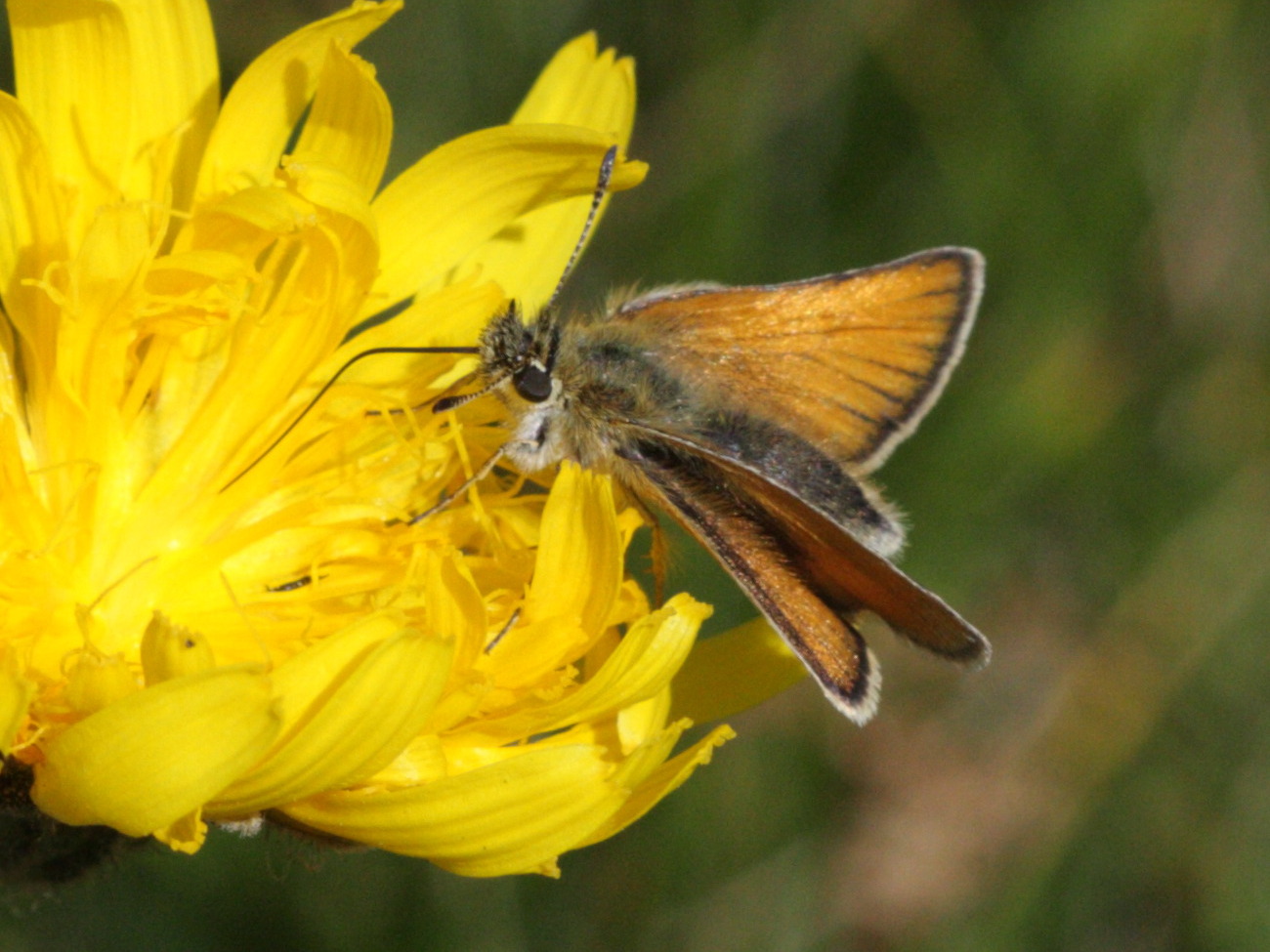 thymelicus_lineolus1bd