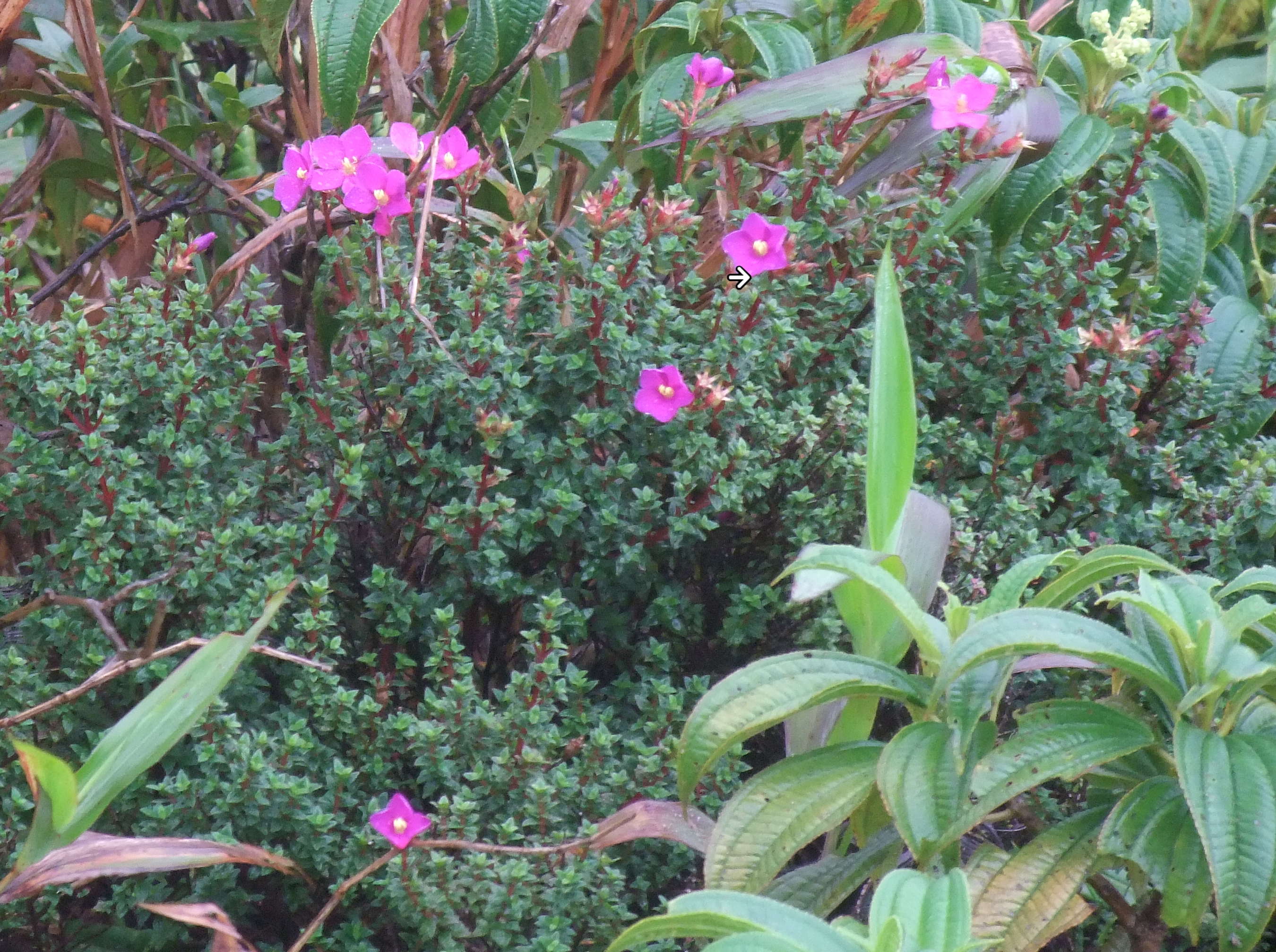 tibouchina_ornata1sd