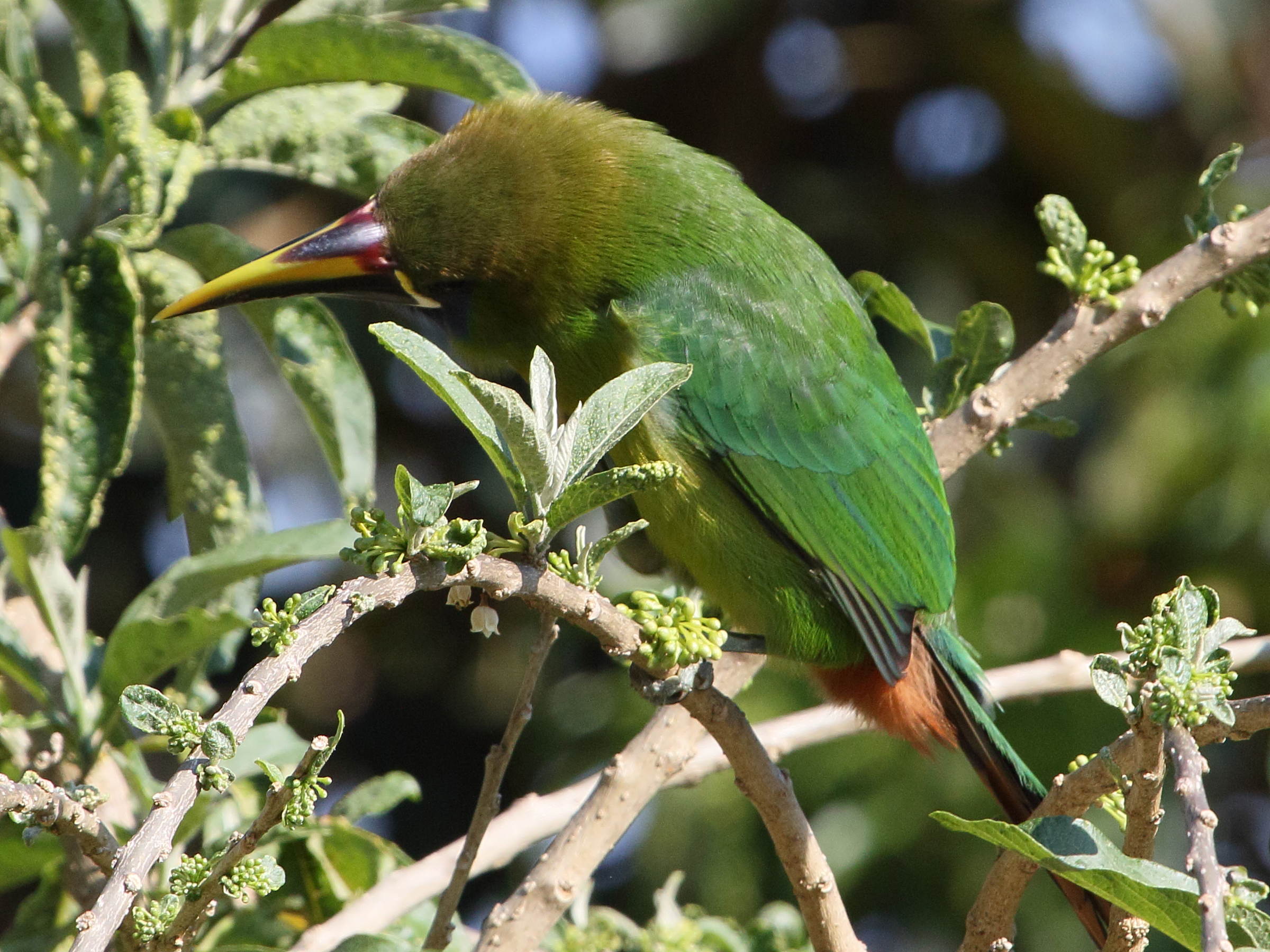 Afficher le média toucanet_emeraude_-_aulacorhynchus_prasinus4bd toucanet_emeraude_-_aulacorhynchus_prasinus4bd