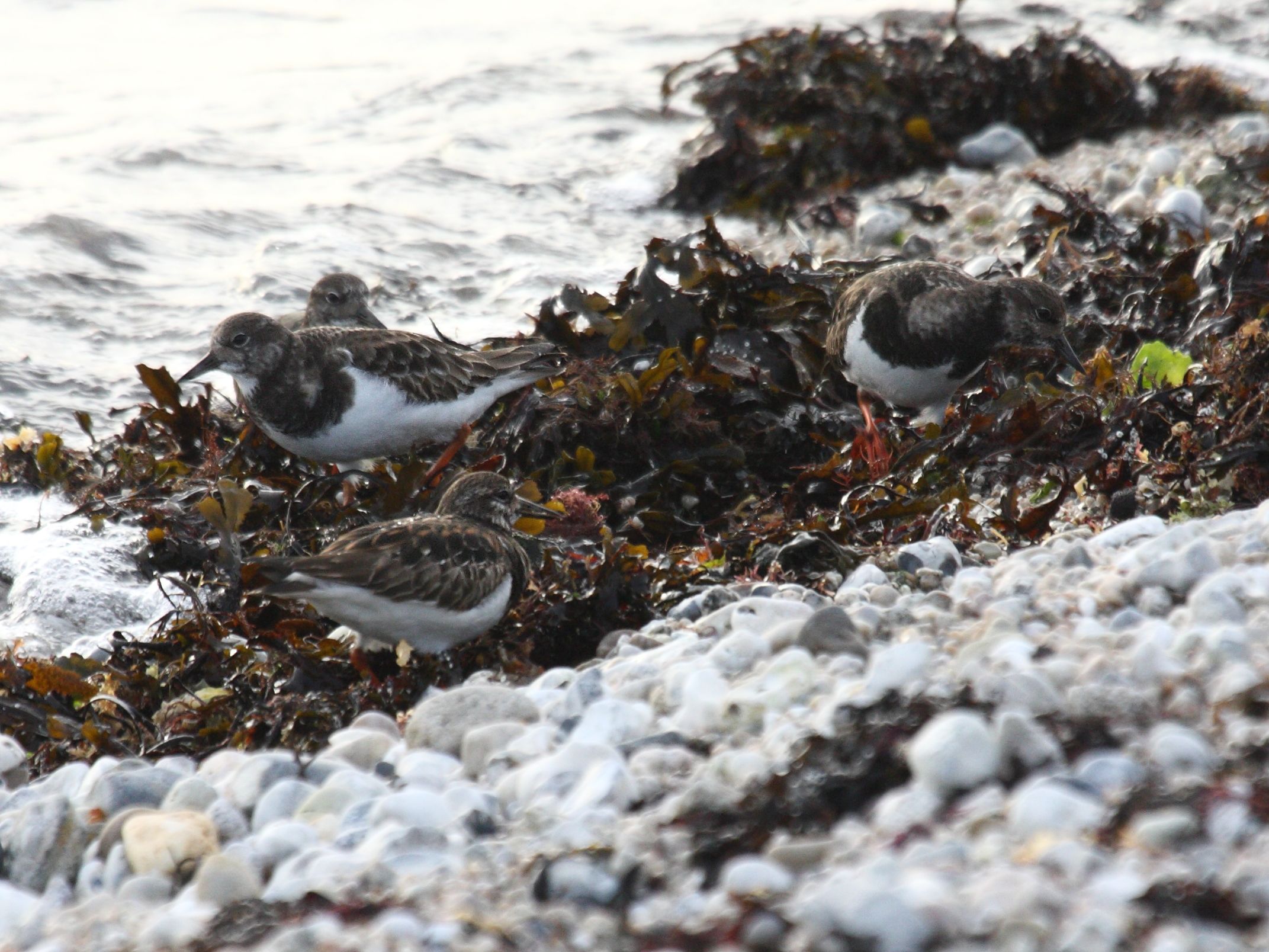 tournepierre_a_collier_-_arenaria_interpres1md