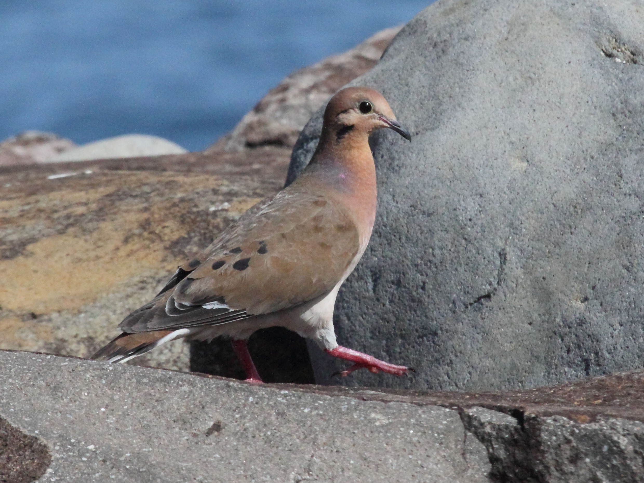 tourterelle_a_queue_carree_-_zenaida_aurita2bd