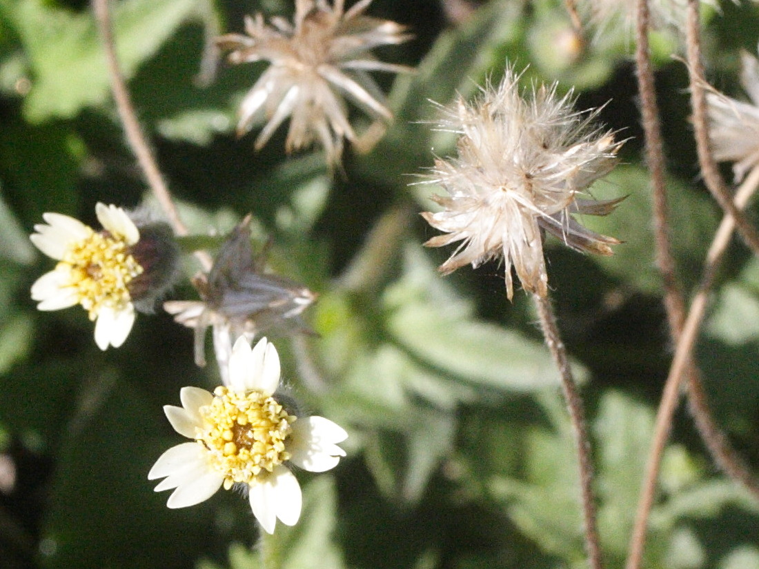 Afficher le média tridax_procumbens1md tridax_procumbens1md