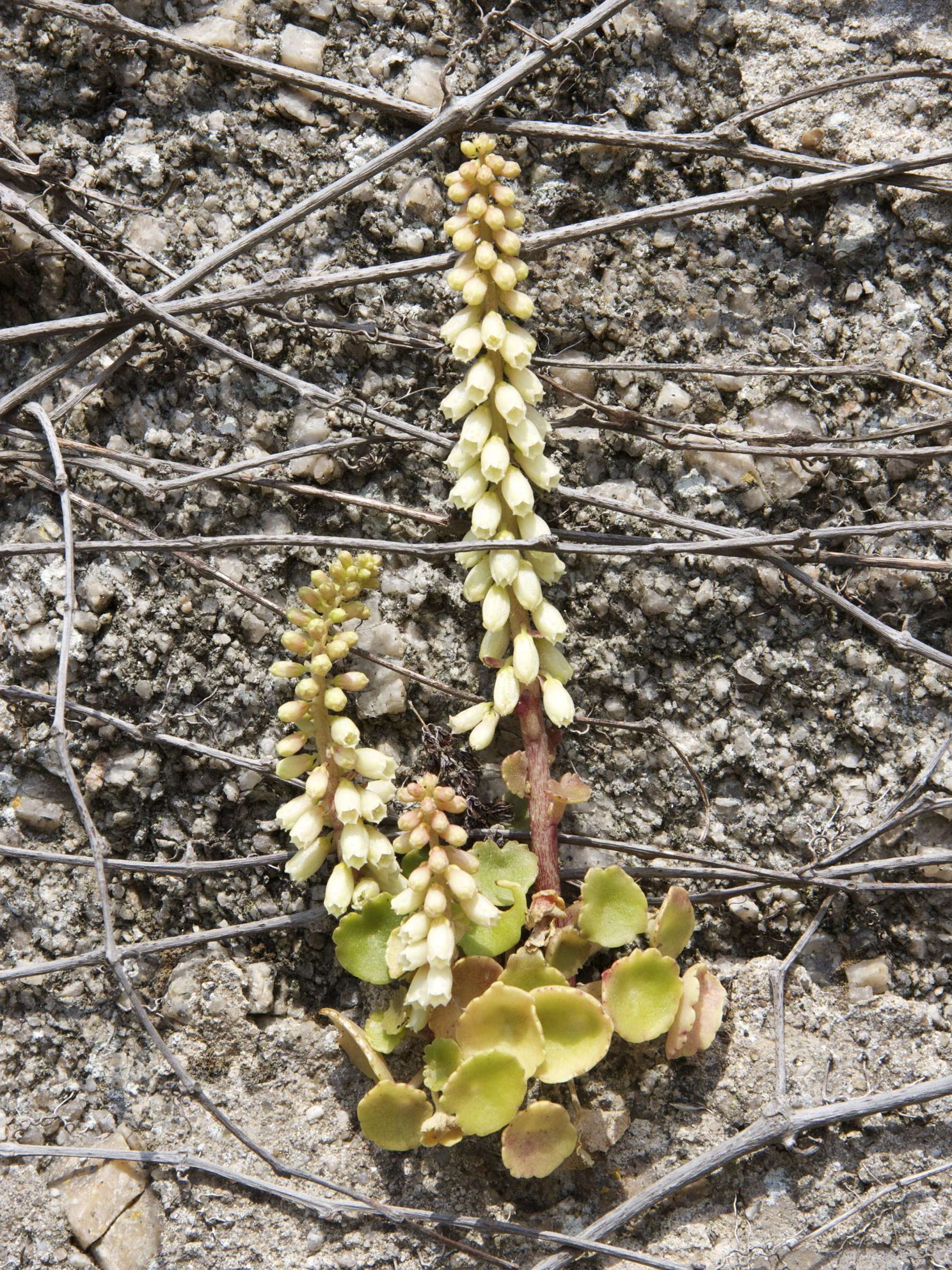 umbilicus_rupestris3md