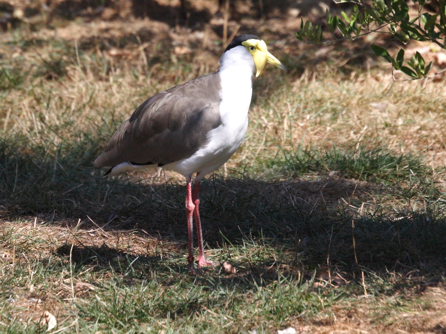 vanneau_soldat_-_vanellus_miles_miles1md