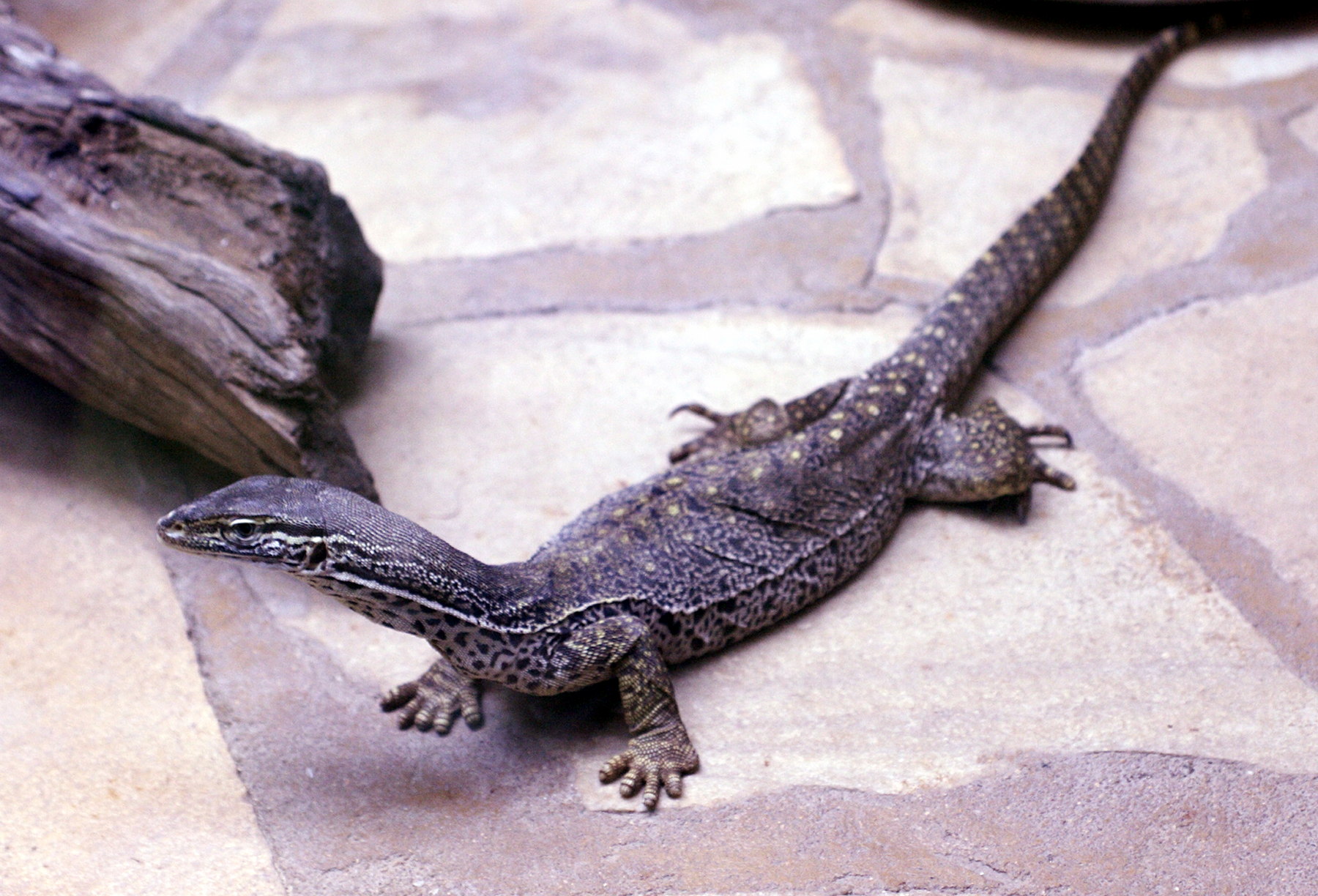 varanus_gouldii1md