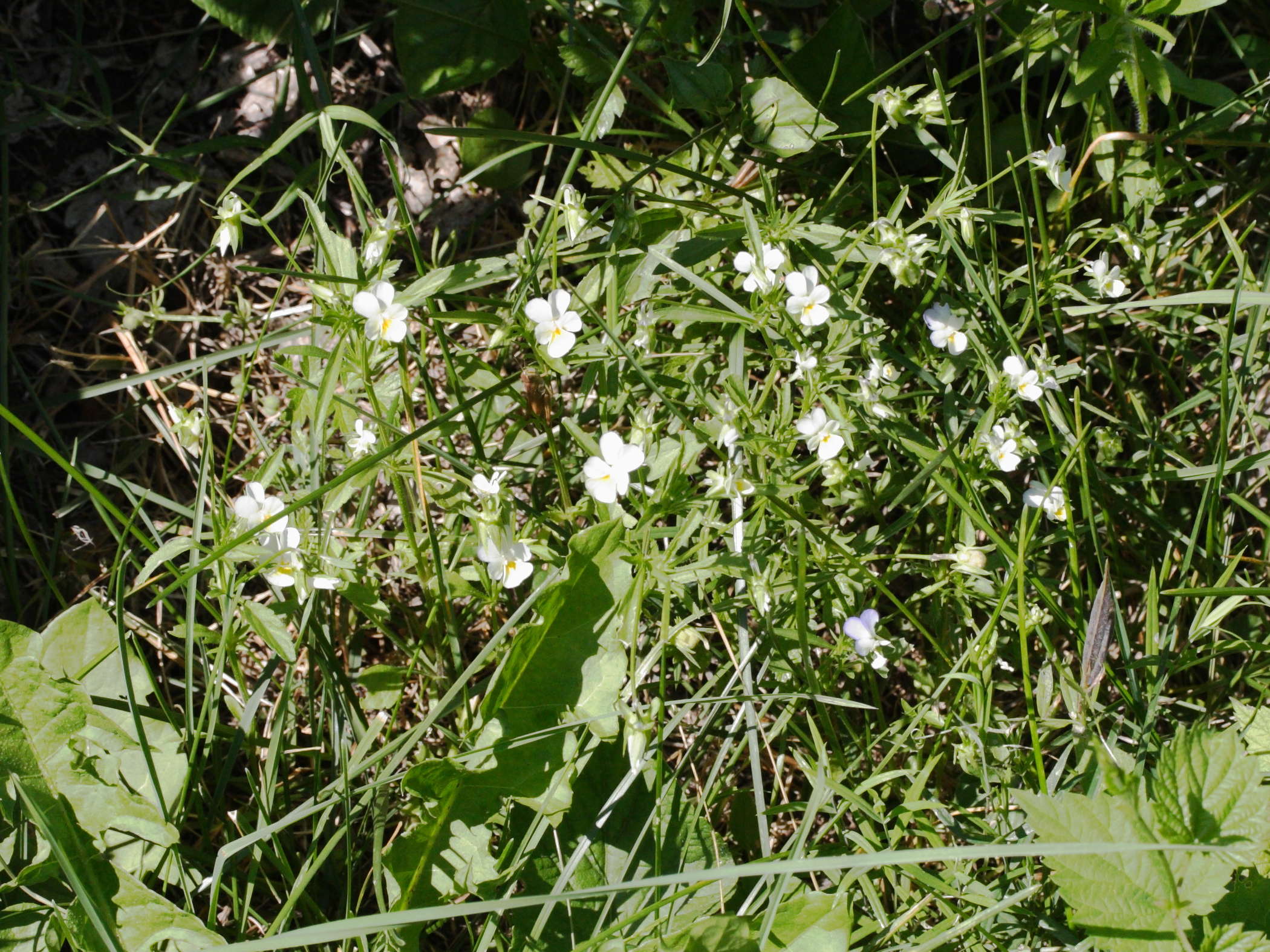 viola_arvensis1md
