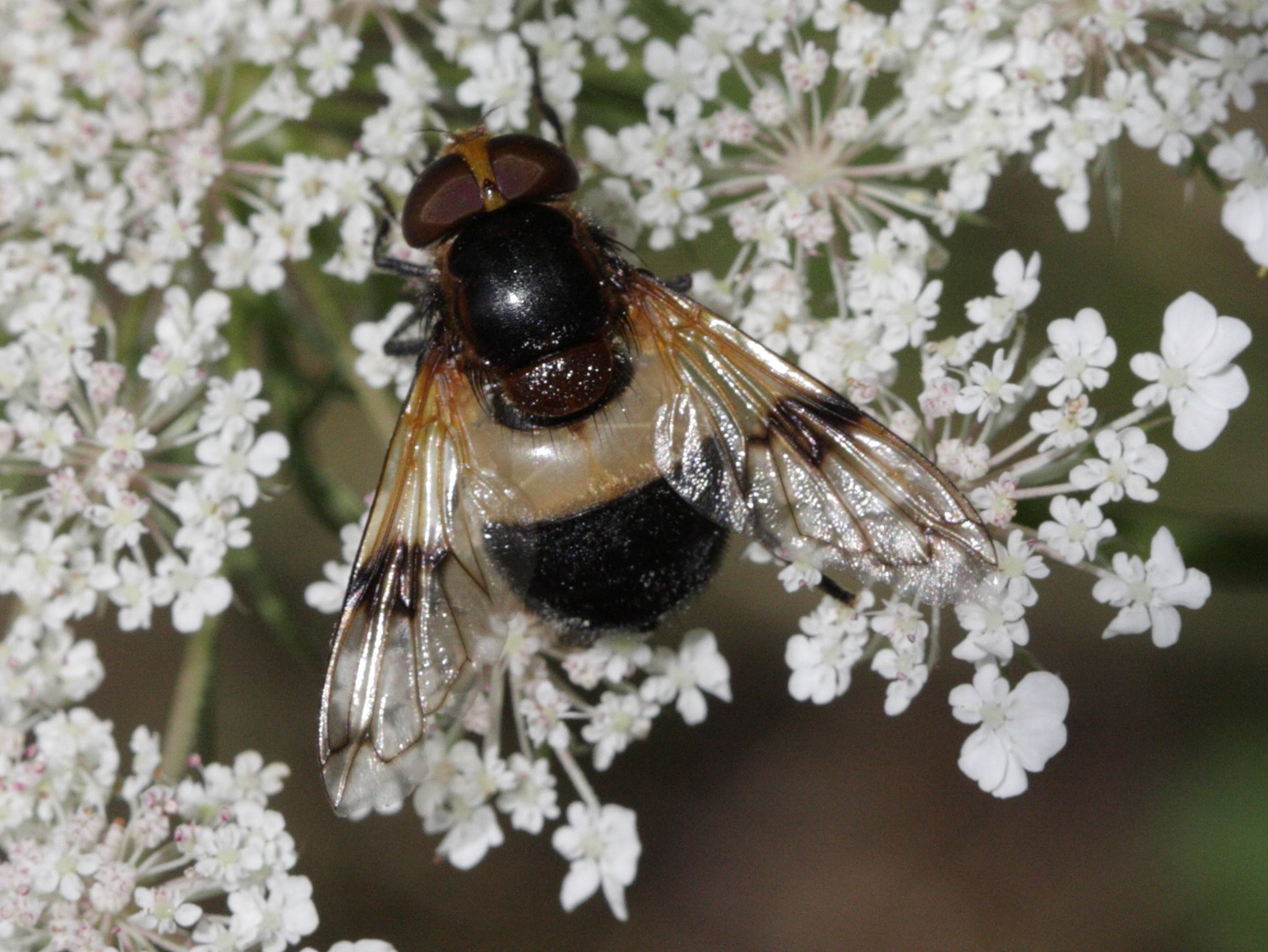 volucella_pellucens4bd