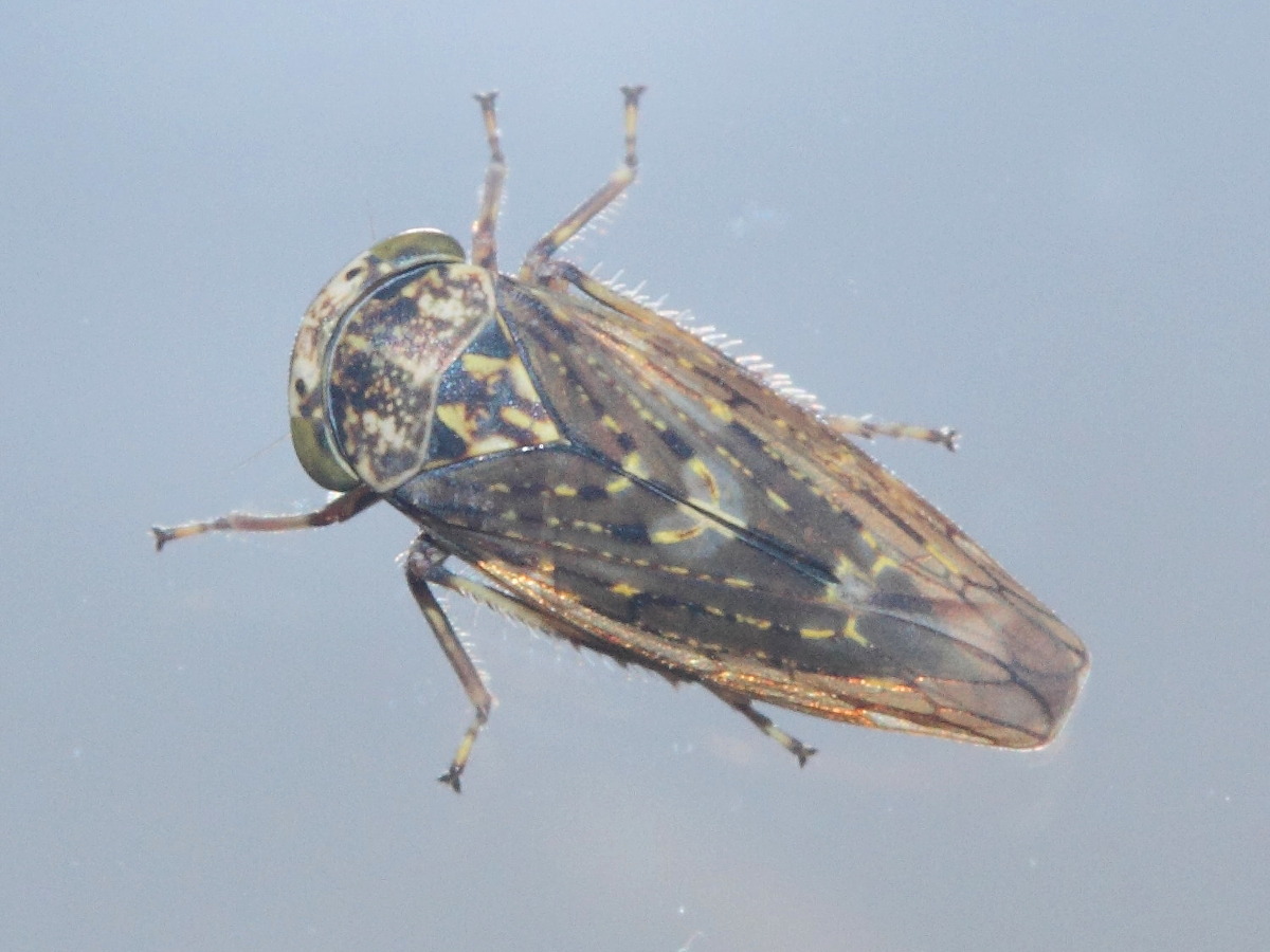 acericerus_heydenii1md