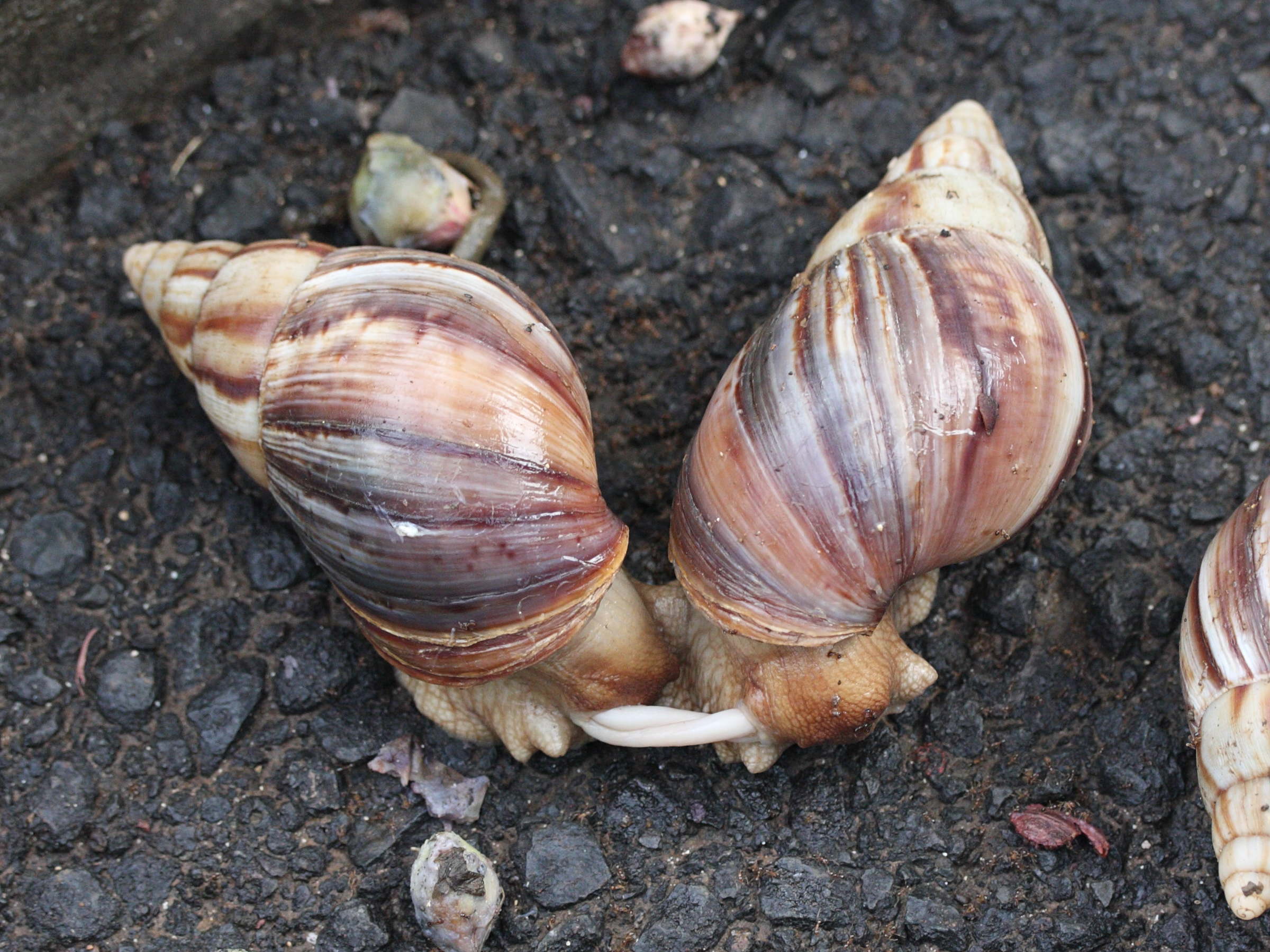 Afficher le média achatina_fulica4md achatina_fulica4md