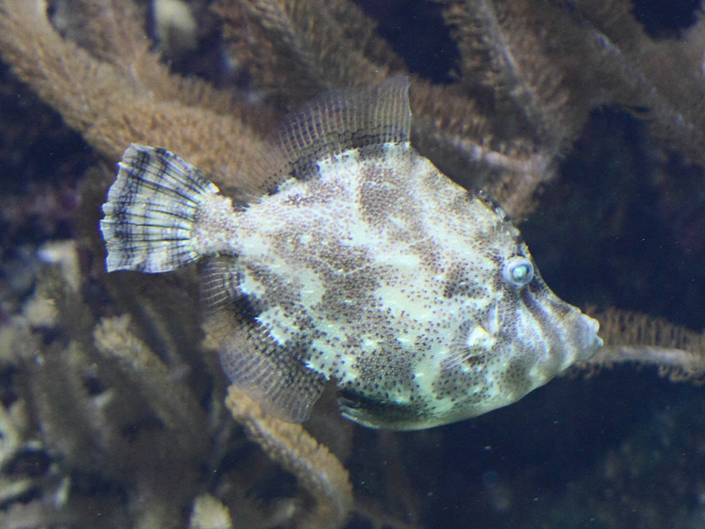 acreichthys_tomentosus1bd